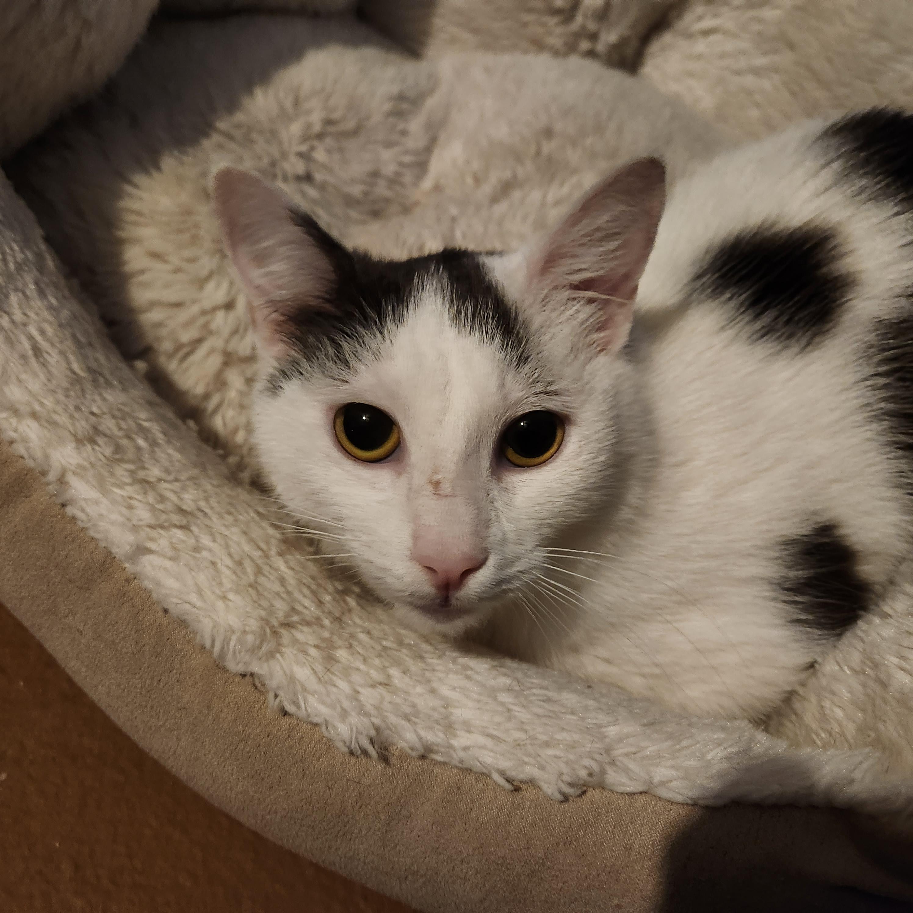 Enlarge Ghost, a ADOPTABLE Domestic Short Hair in Duluth, GA image 3/4