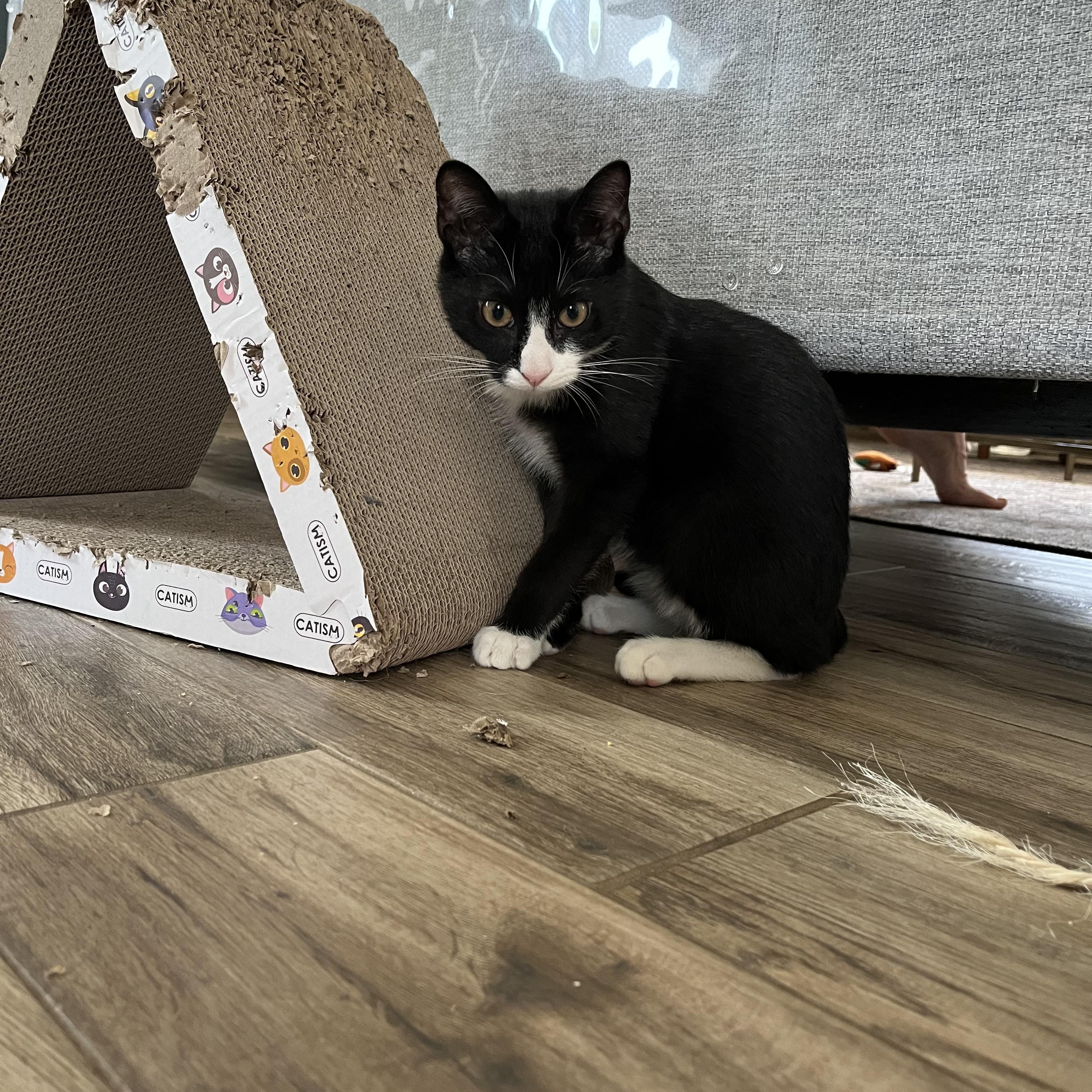 Kemba, a Adoptable Domestic Short Hair in Beltsville, MD image 4/4