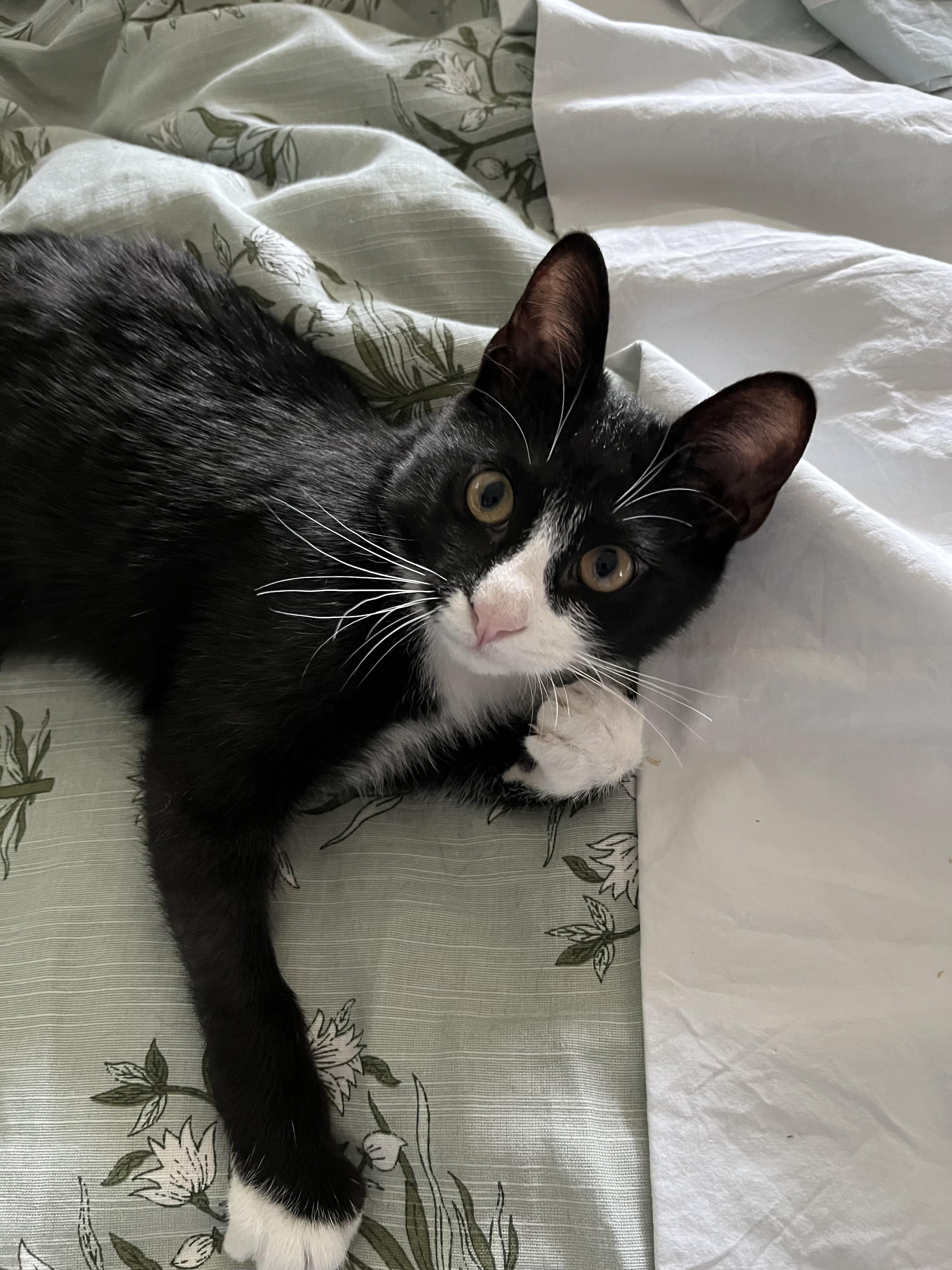 Kemba, Adoptable, Kitten Male Domestic Short Hair.