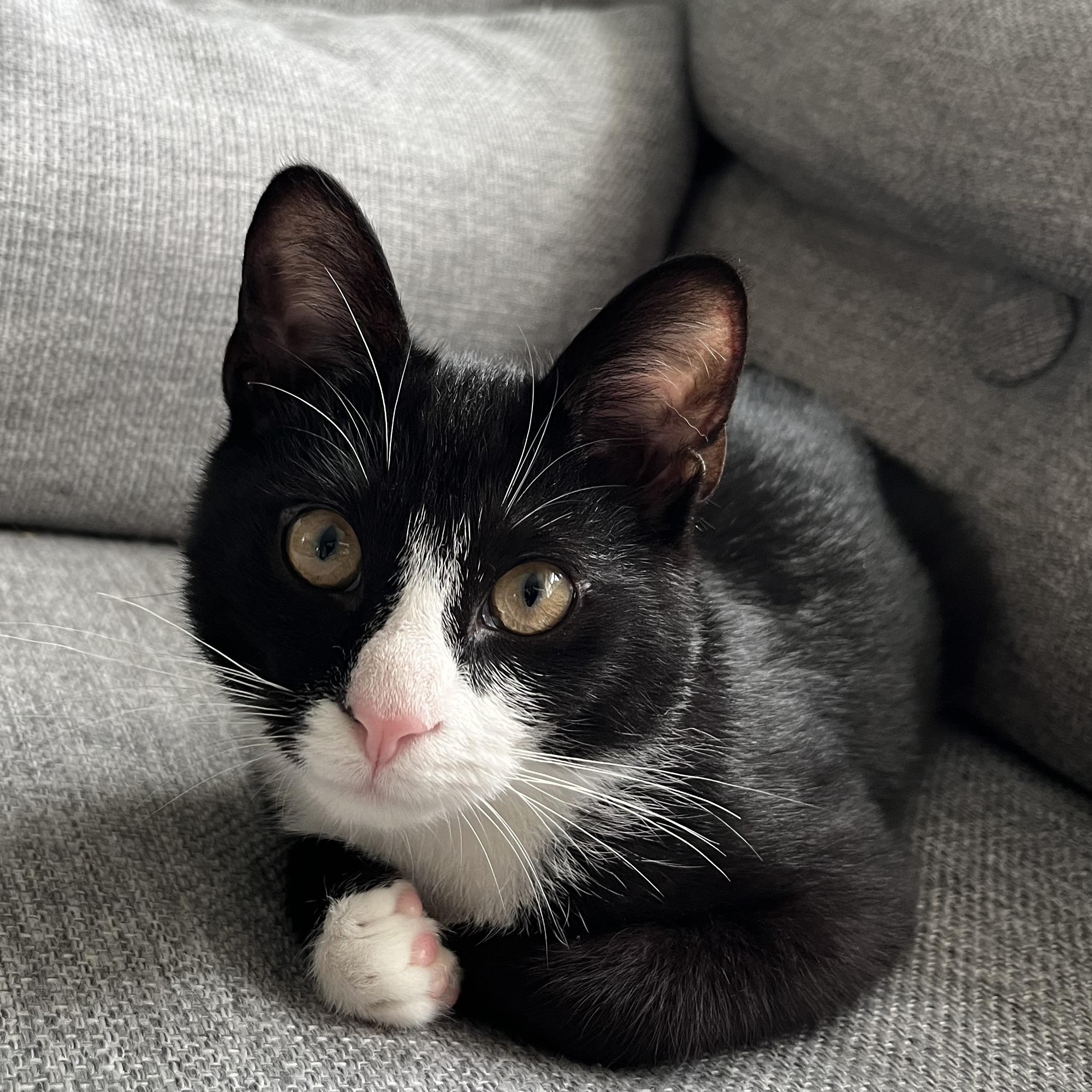 Kemba, a Adoptable Domestic Short Hair in Beltsville, MD image 2/4