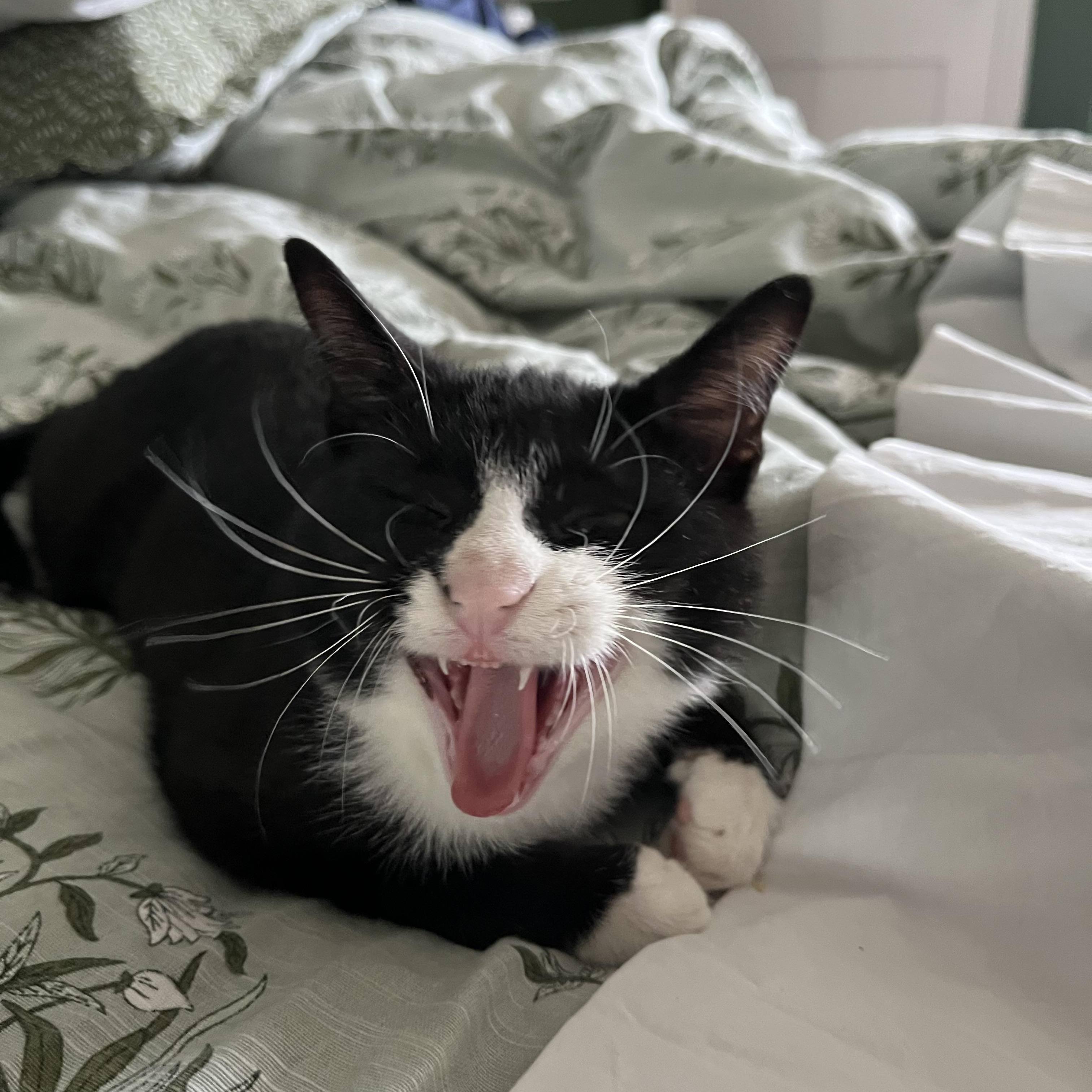 Kemba, a Adoptable Domestic Short Hair in Beltsville, MD image 3/4