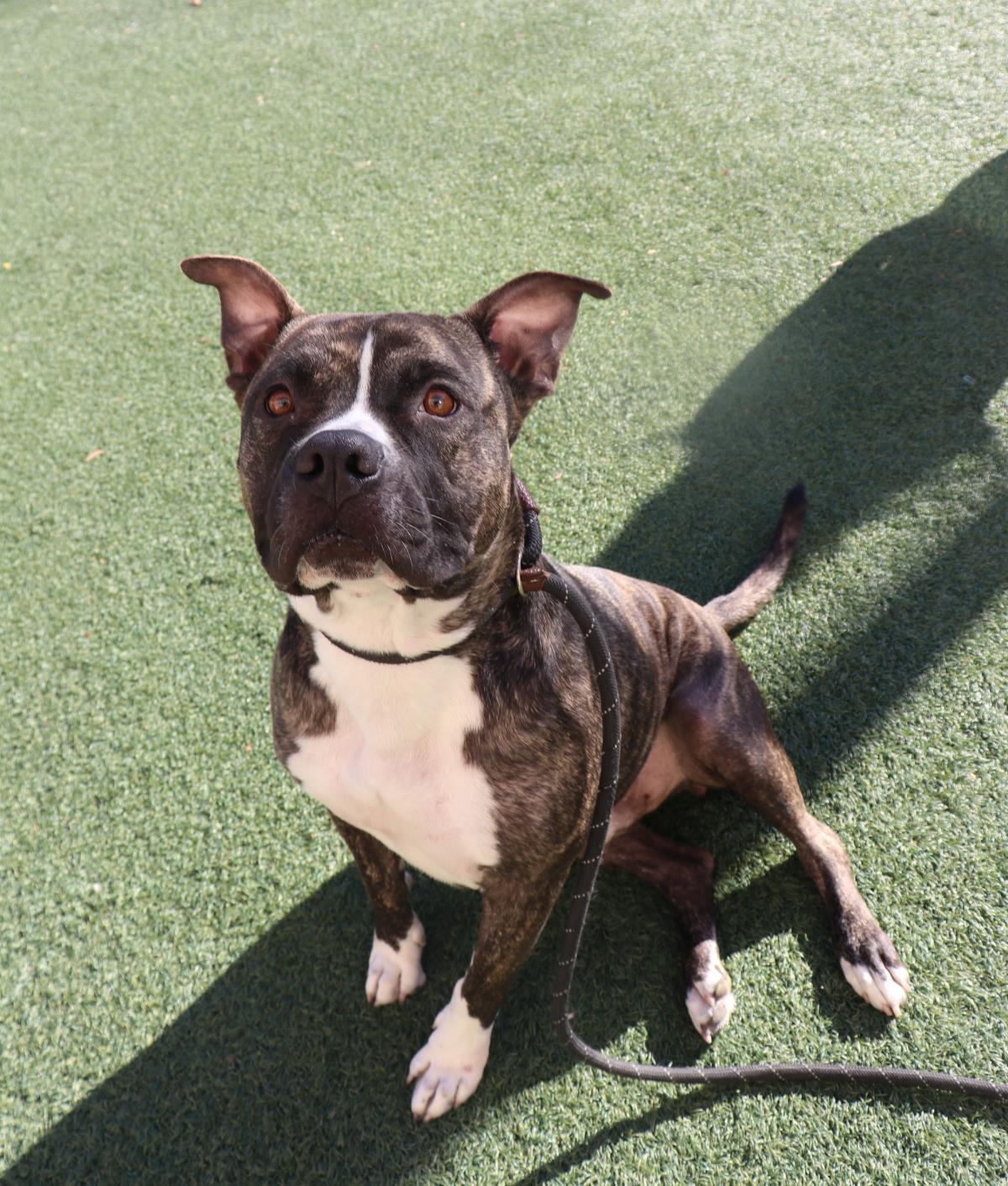 Eddie - $75 Adoption Fee!  Diamond Dog!, Adoptable, Adult Male Pit Bull Terrier & Labrador Retriever.