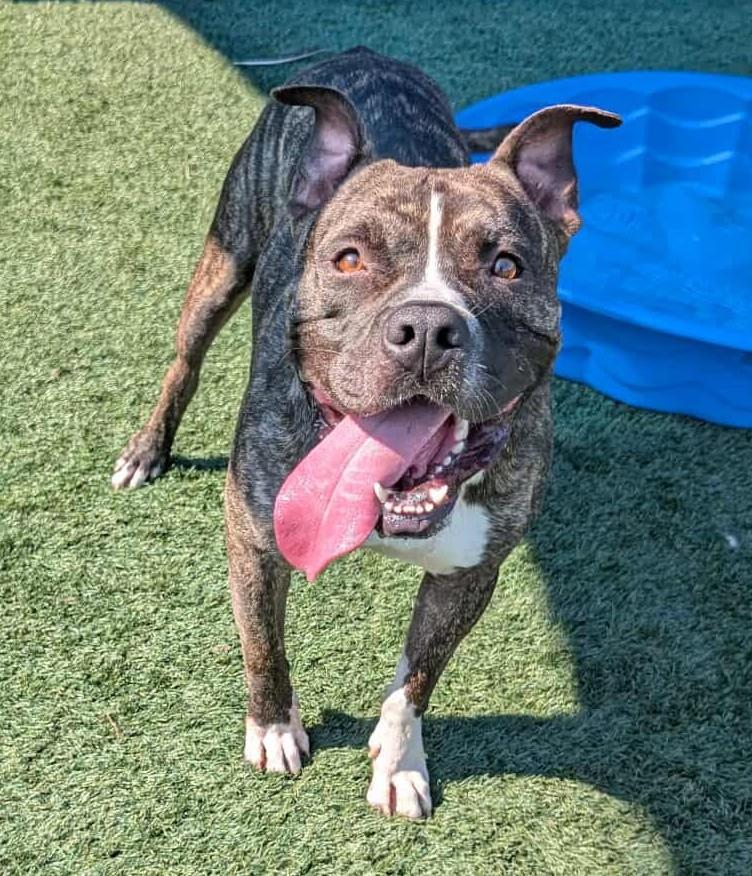 Enlarge Eddie - $75 Adoption Fee!  Diamond Dog!, a Adoptable mixed breed in Rockwall, TX image 2/3