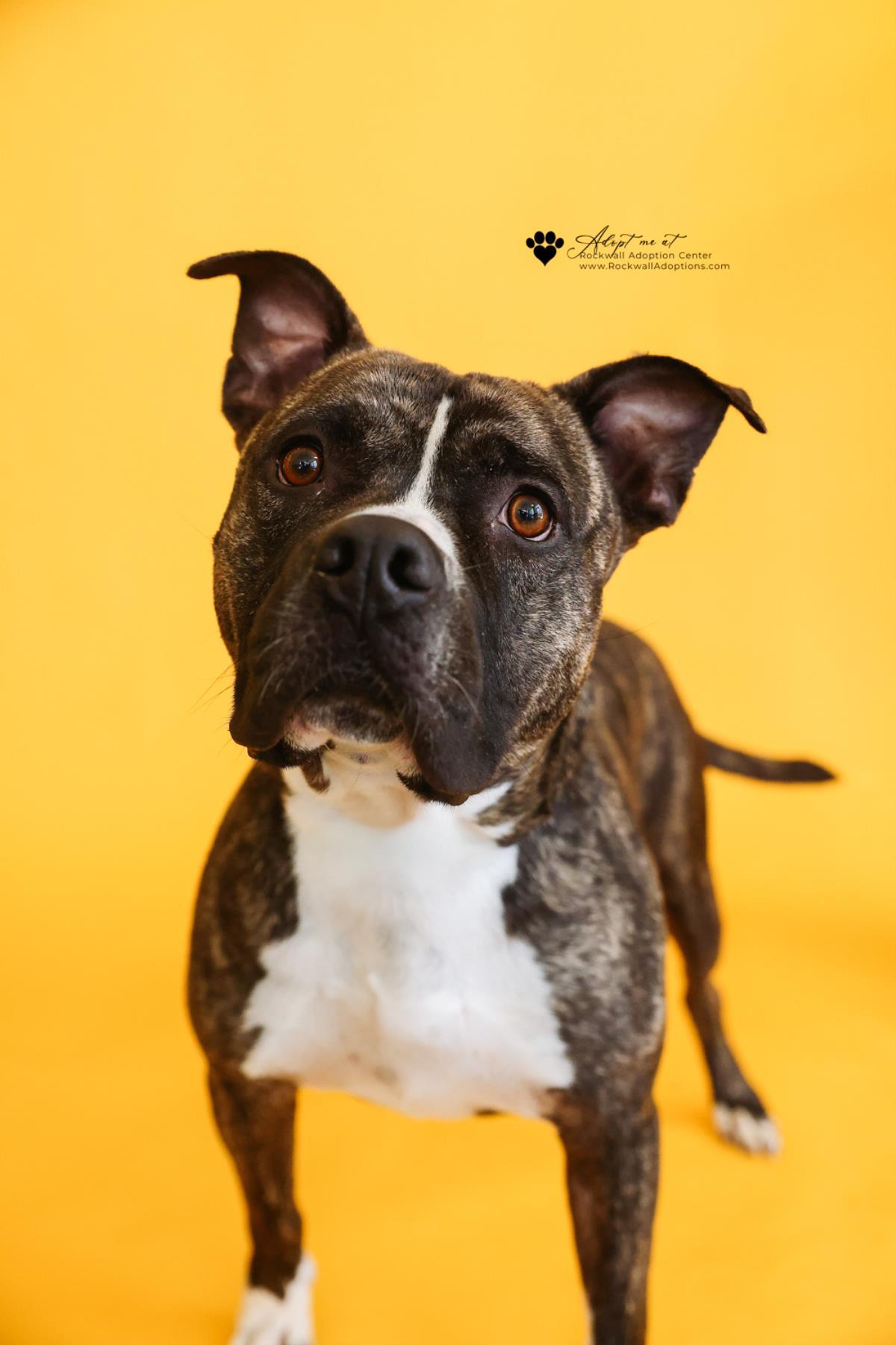 Eddie - $75 Adoption Fee! Diamond Dog!, Adoptable, Adult Male Pit Bull Terrier & Labrador Retriever.