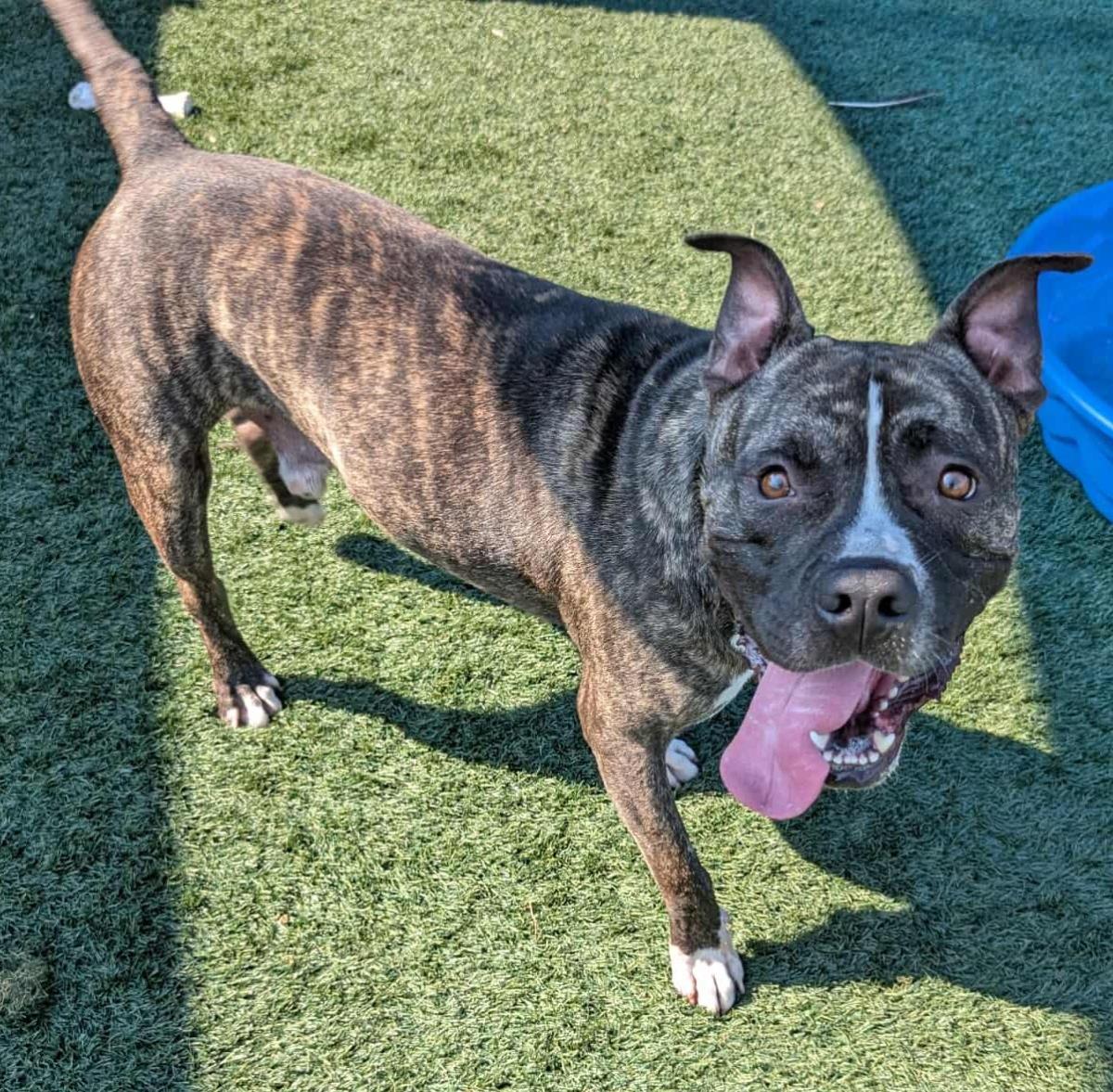 Enlarge Eddie - $75 Adoption Fee!  Diamond Dog!, a Adoptable mixed breed in Rockwall, TX image 3/3