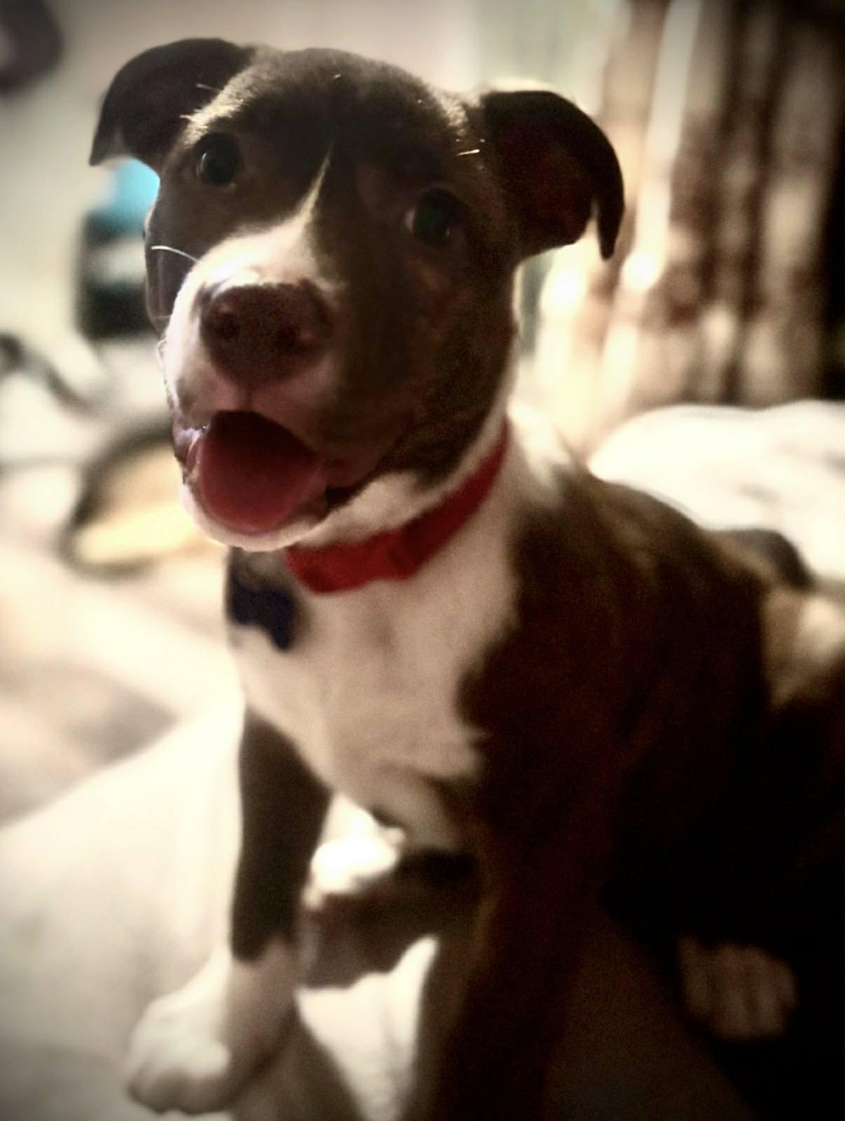 26C-Tas, ADOPTABLE, Puppy Male Pit Bull Terrier.