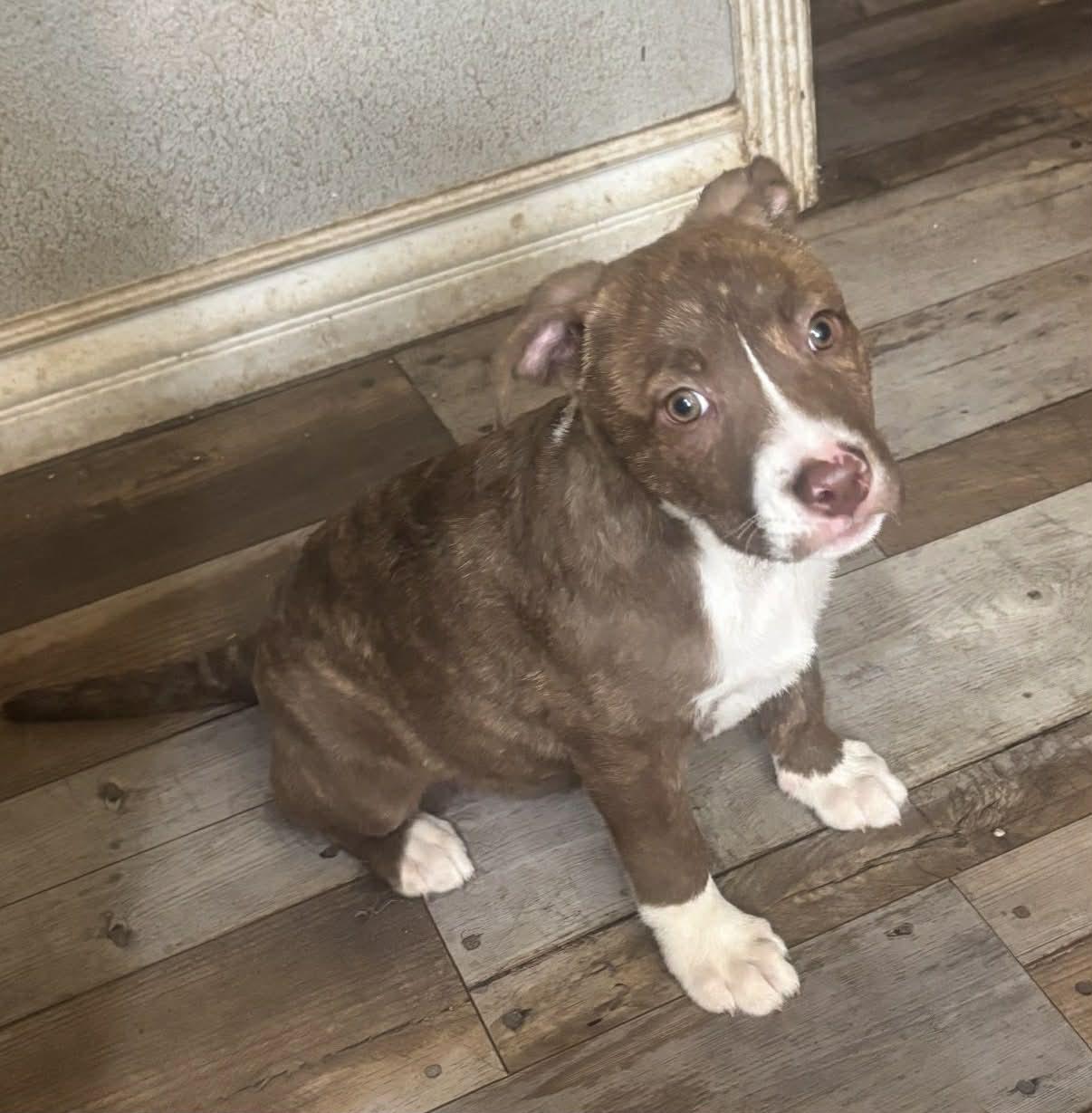 26C-Tas, a ADOPTABLE mixed breed in Shingle Springs, CA image 1/3