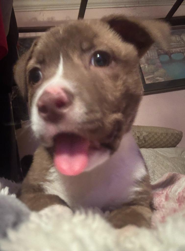 26C-Tas, a ADOPTABLE mixed breed in Shingle Springs, CA image 2/3