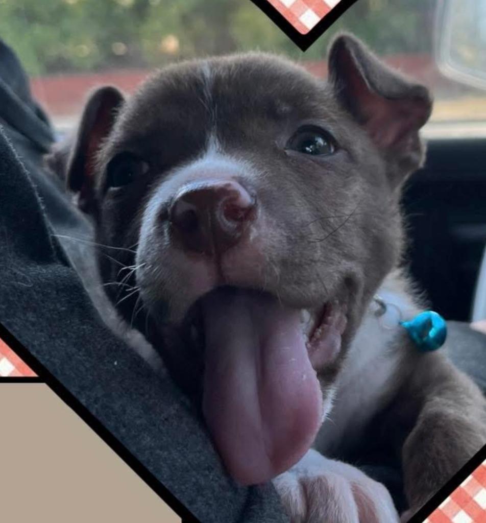 26C-Tas, a ADOPTABLE mixed breed in Shingle Springs, CA image 3/3