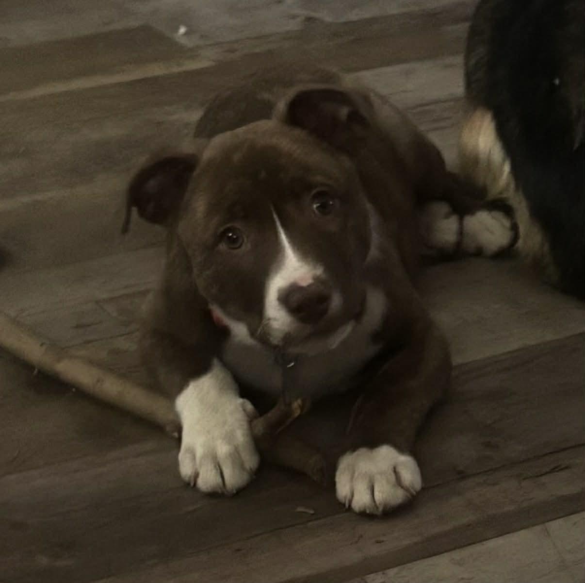 Enlarge 26C-Tas, an adopted mixed breed in Shingle Springs, CA image 5/5