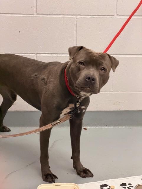Enlarge PORK CHOP, a Adoptable Pit Bull Terrier in Saint Cloud, FL image 1/1
