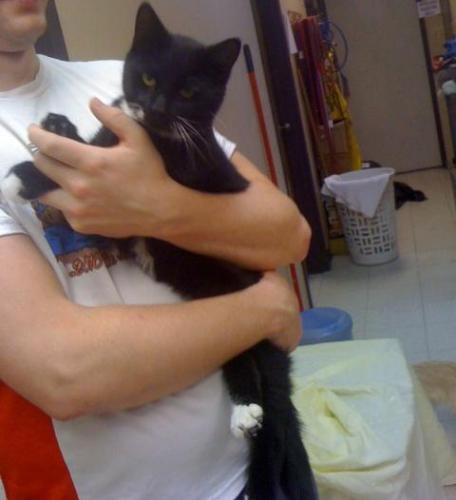 Gym, Adoptable, Adult Male Tuxedo & Domestic Short Hair.