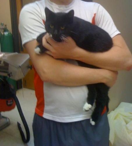 Gym, a Adoptable mixed breed in Baton Rouge, LA image 2/6