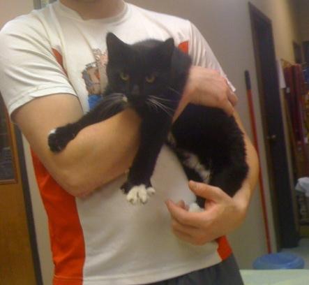 Gym, a Adoptable mixed breed in Baton Rouge, LA image 3/6