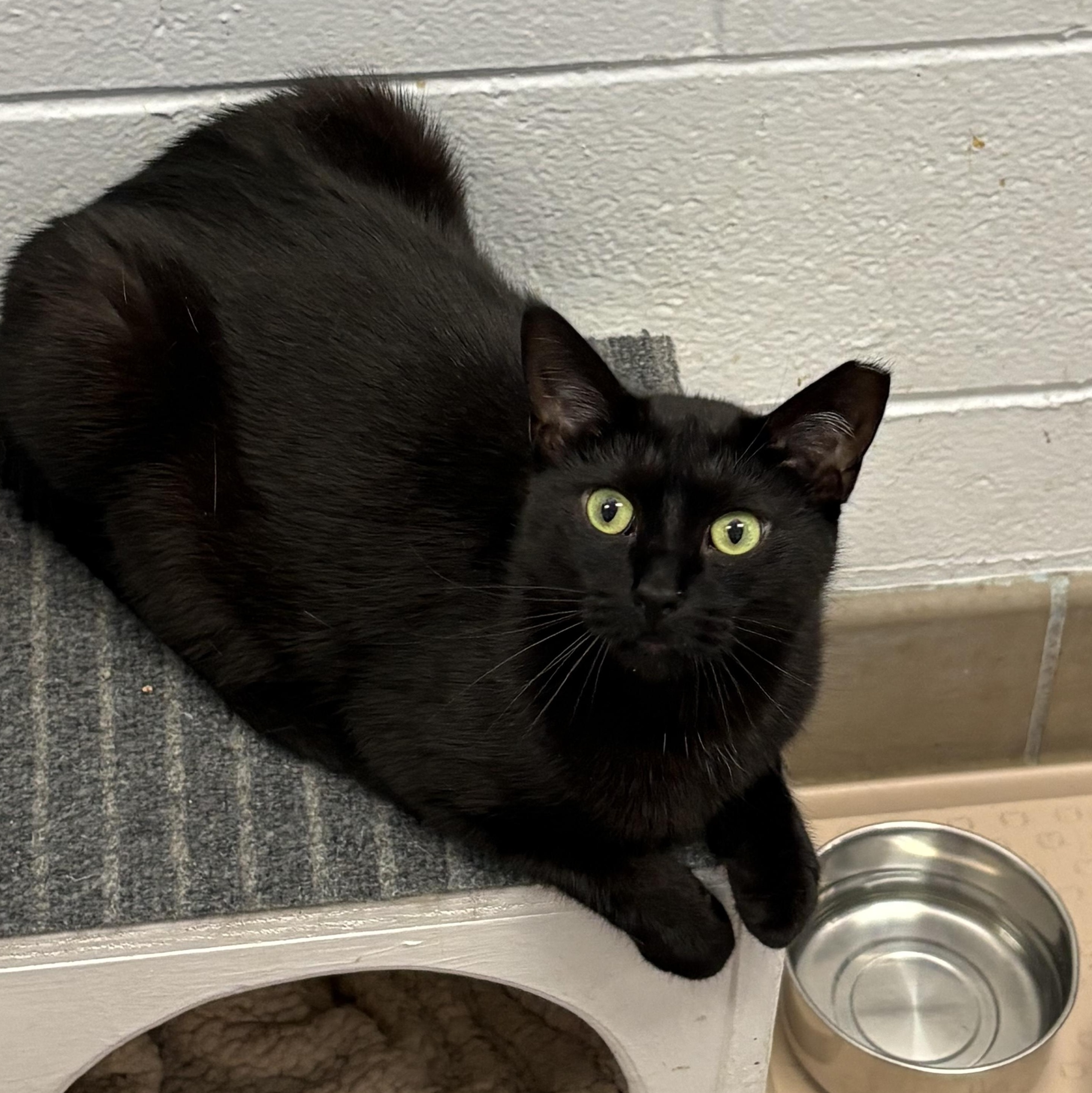 Pinky, ADOPTABLE, Young Female Domestic Short Hair.