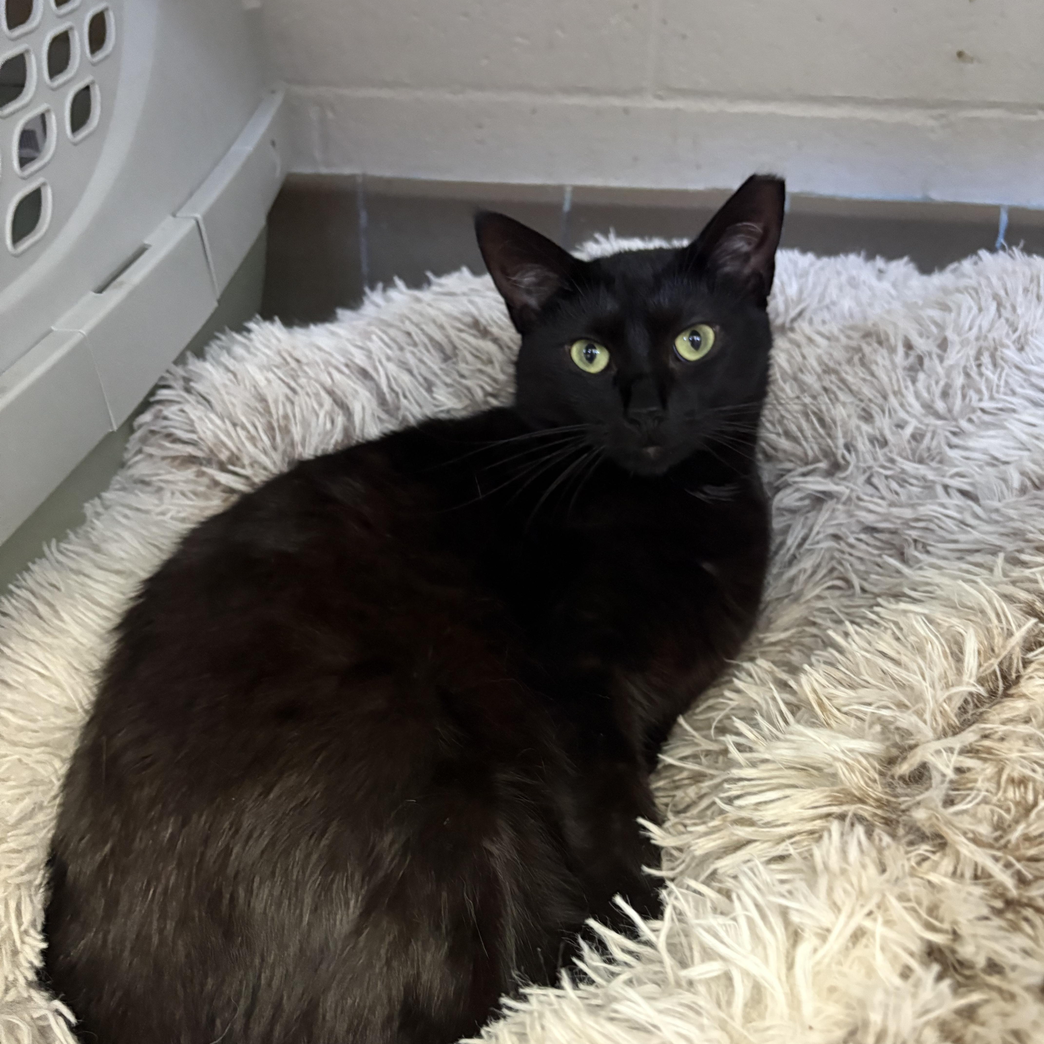 Enlarge Pinky, a ADOPTABLE Domestic Short Hair in Wantagh, NY image 3/3