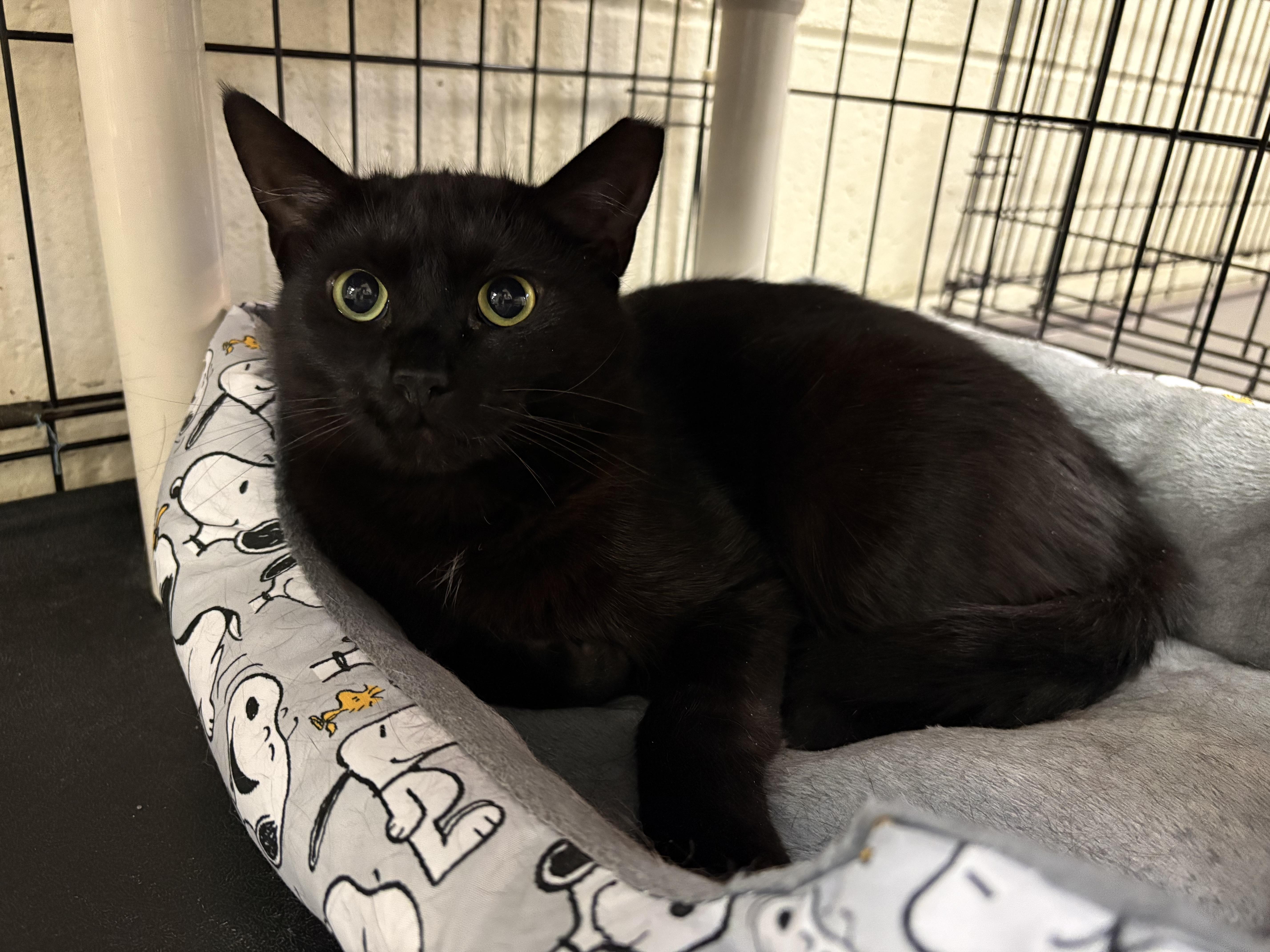 Enlarge Pinky, a ADOPTABLE Domestic Short Hair in Wantagh, NY image 1/1