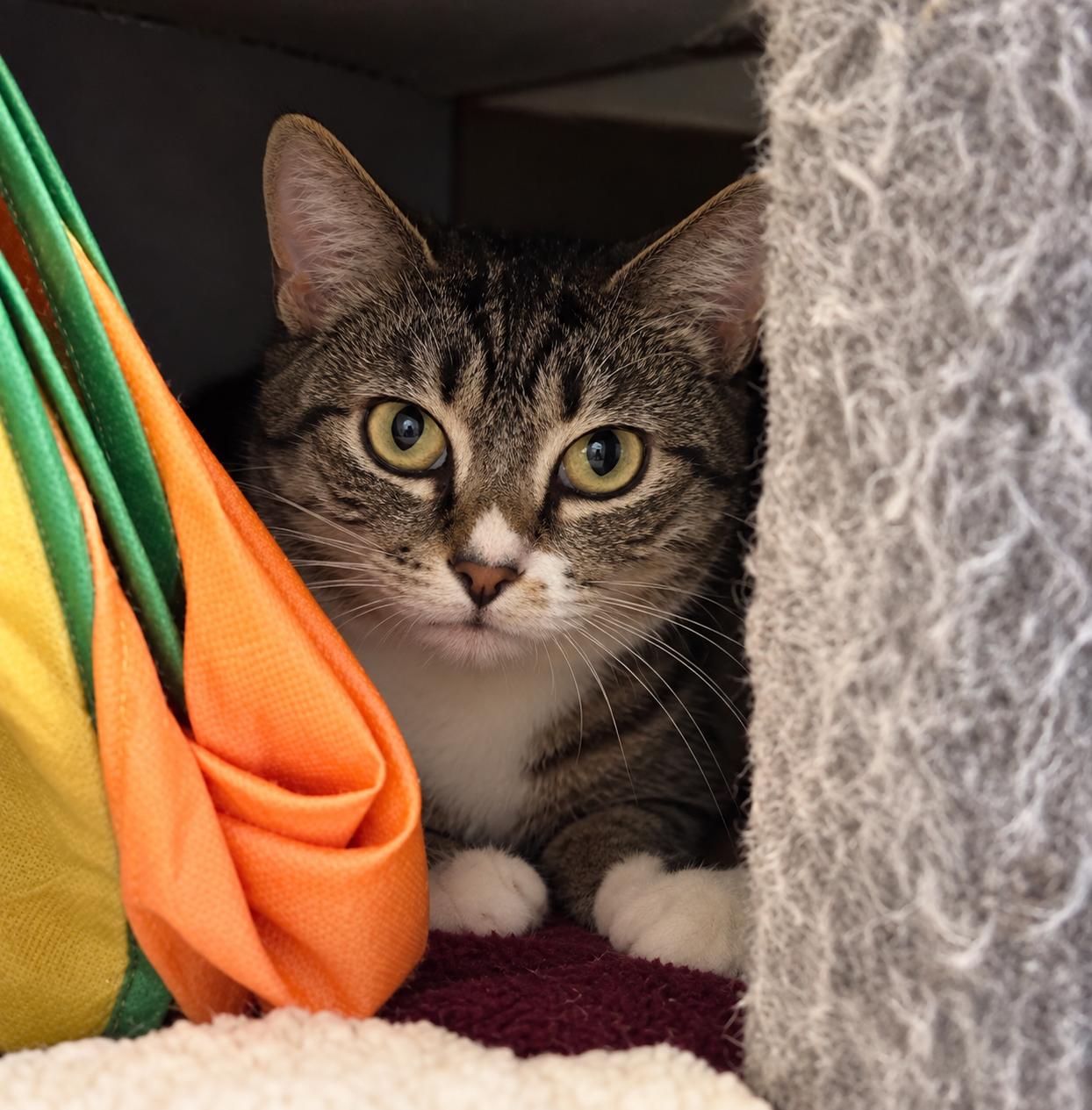 Enlarge Gemma, a Adoptable Tabby in Bethel, CT image 3/5