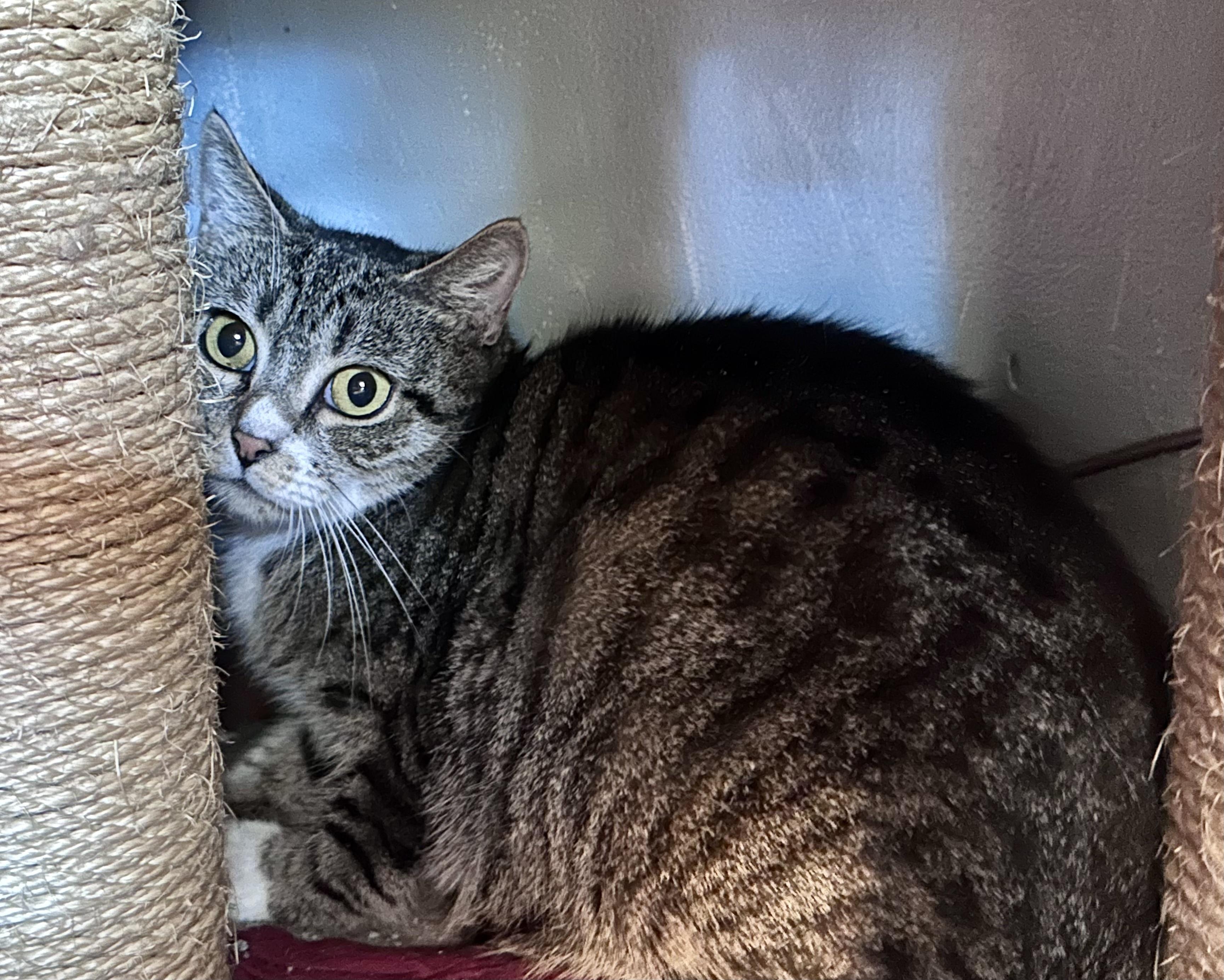Enlarge Gemma, a Adoptable Tabby in Bethel, CT image 4/5