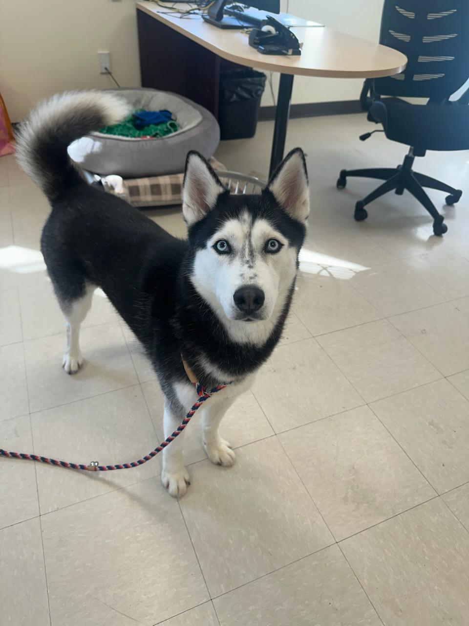 Luna , ADOPTABLE, Adult Female Husky.