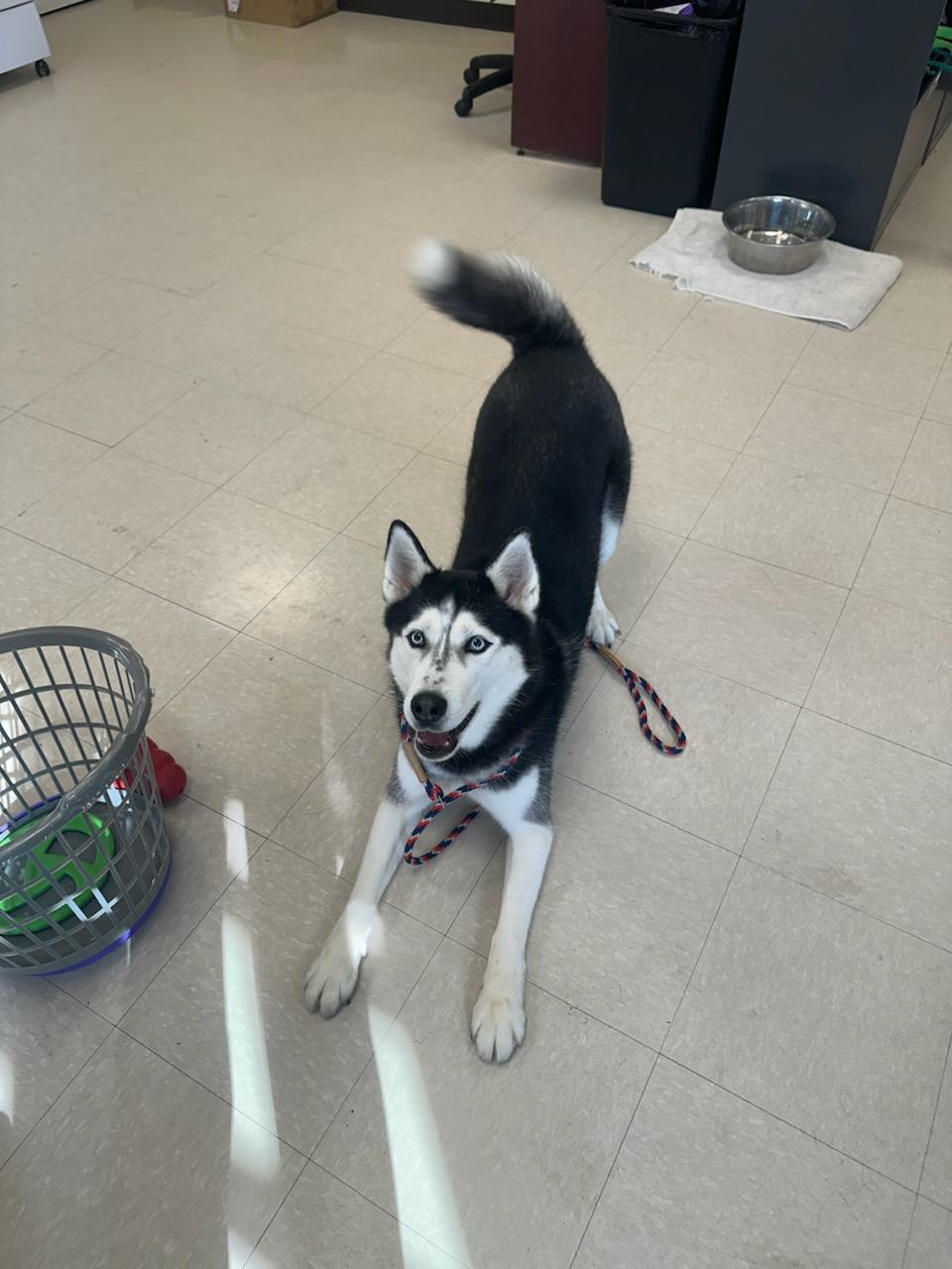 Luna , a ADOPTABLE Husky in Clayton, NJ image 2/3