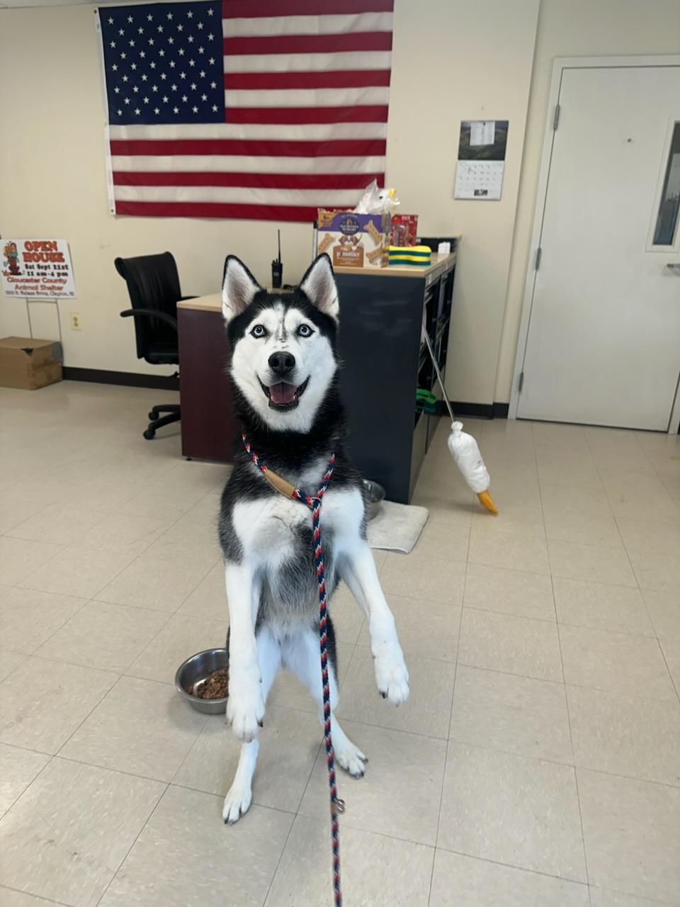 Luna , a ADOPTABLE Husky in Clayton, NJ image 3/3
