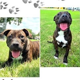 Enlarge Buttercup, a Adoptable mixed breed in Portland, ME image 3/6