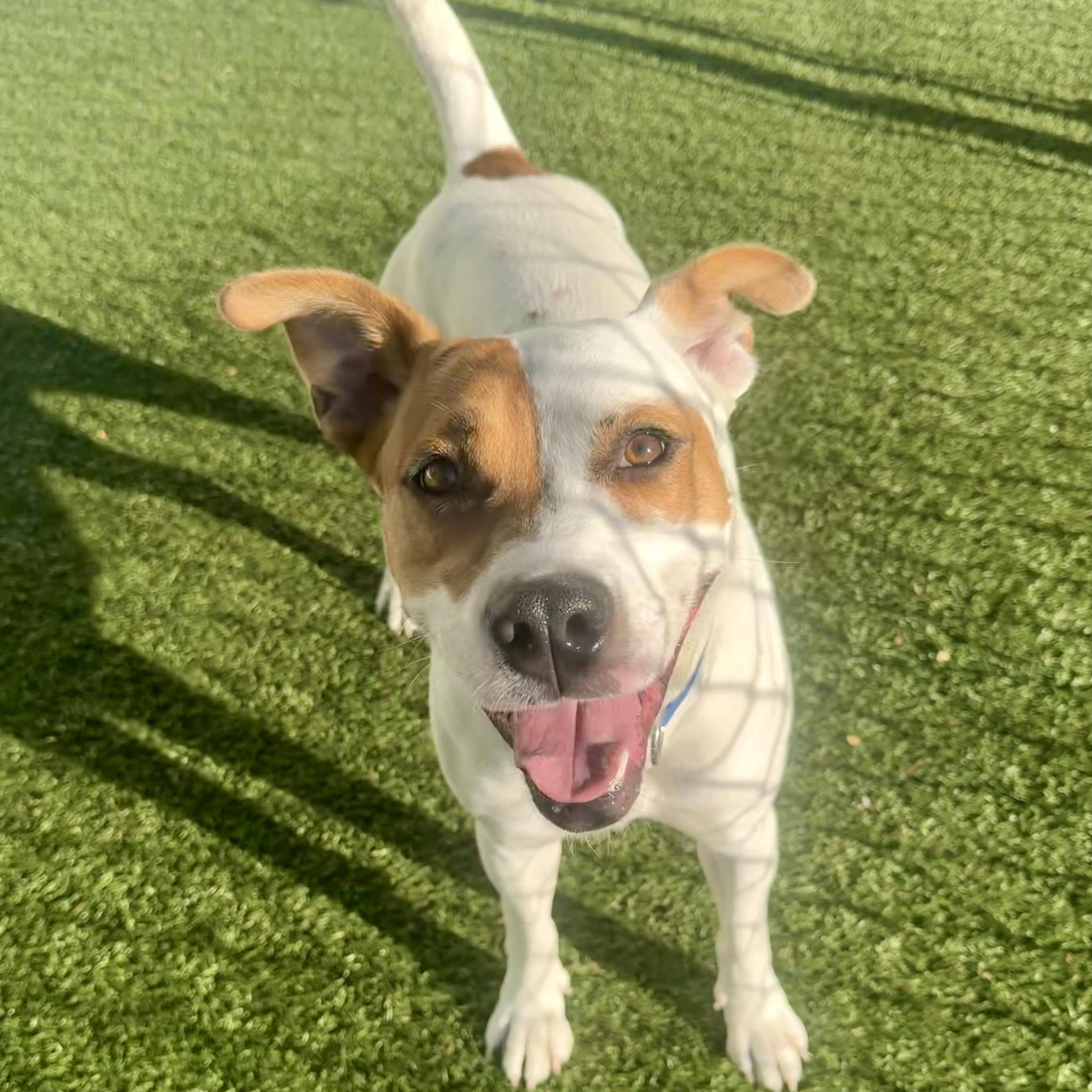 MAX, a Adoptable mixed breed in Cranston, RI image 2/4