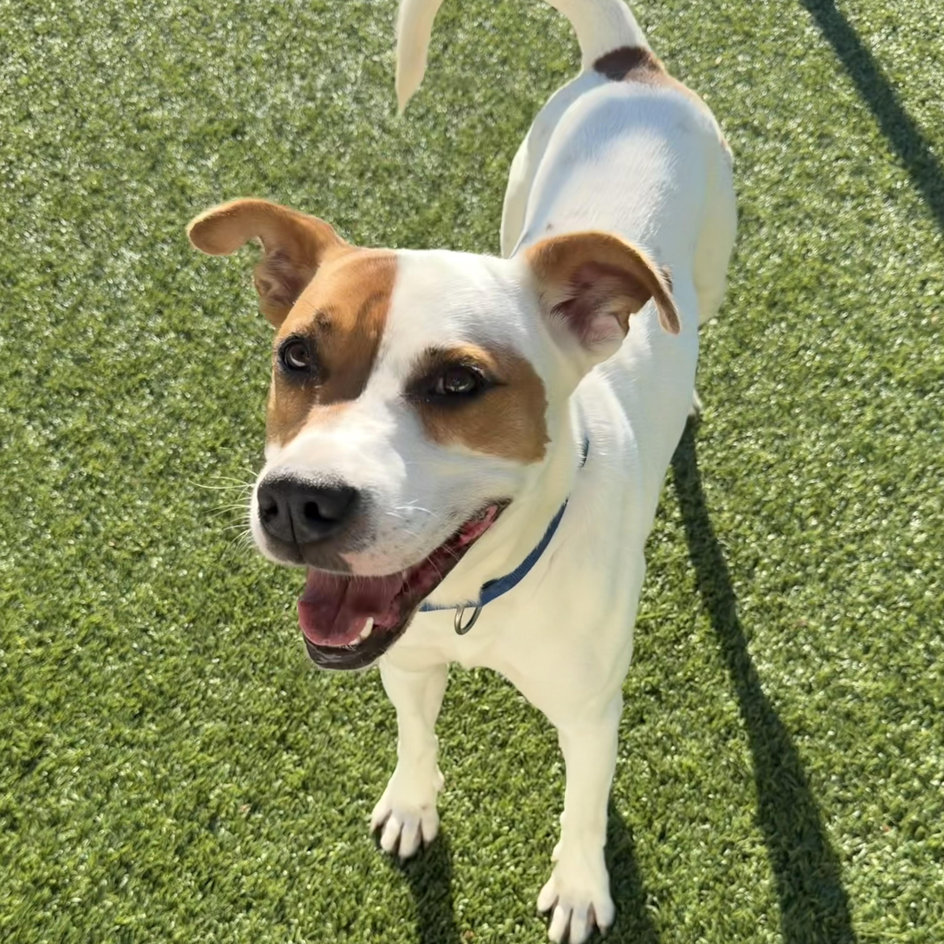 MAX, Adoptable, Adult Male Mixed Breed.
