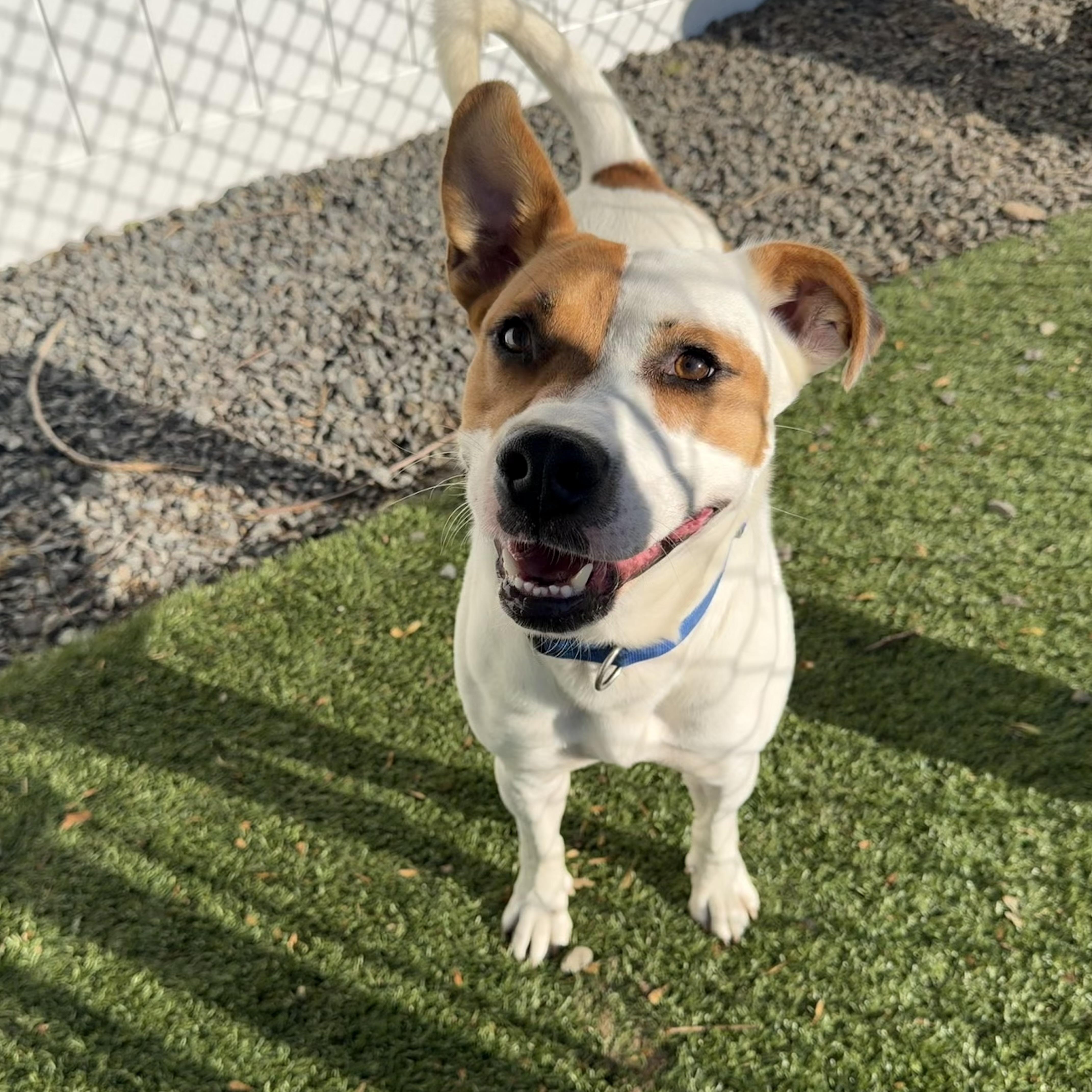 MAX, a Adoptable mixed breed in Cranston, RI image 3/4