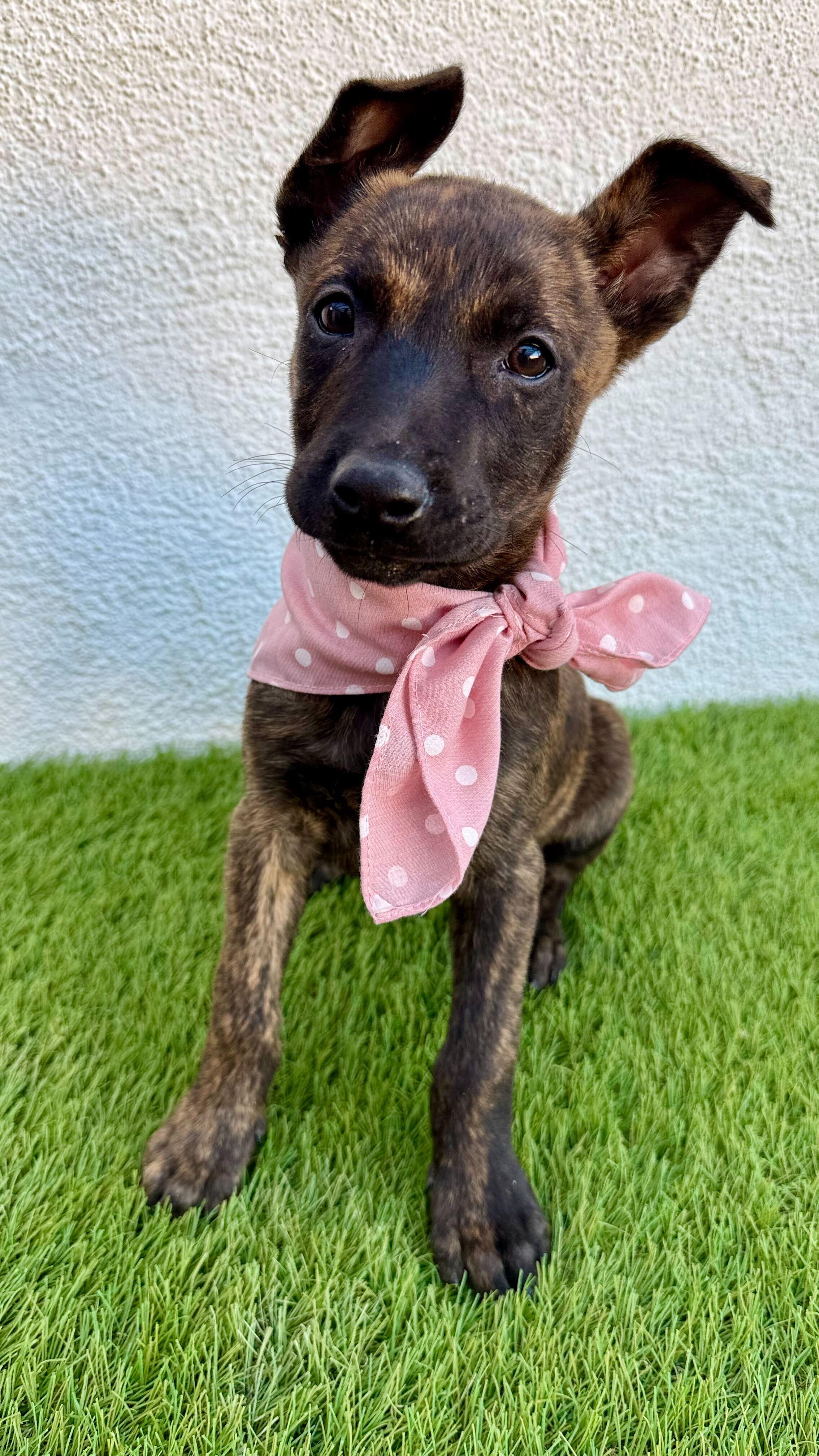 MOCHA, an adopted mixed breed in San Diego, CA image 6/6