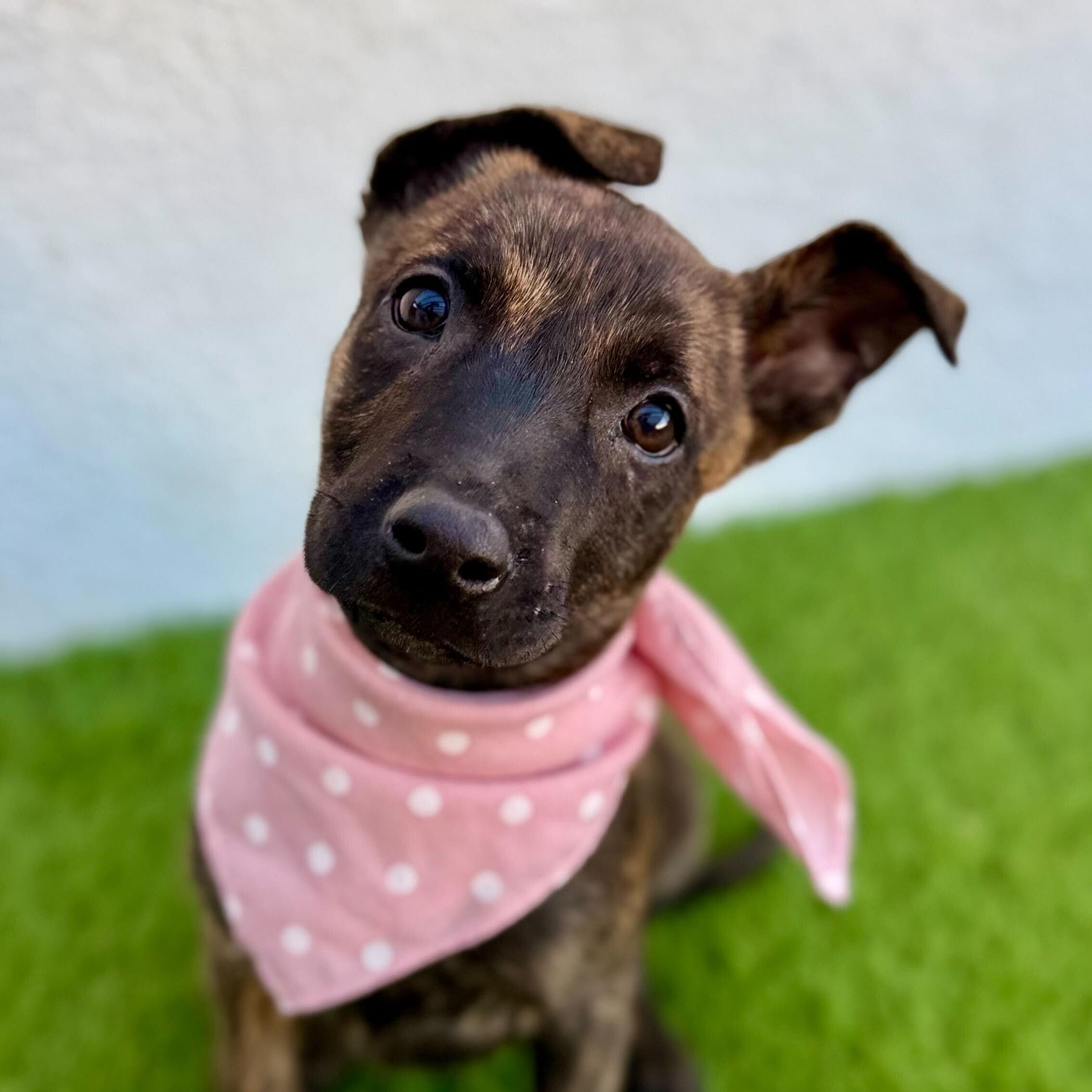 MOCHA, adopted, Puppy Female Belgian Shepherd / Malinois.