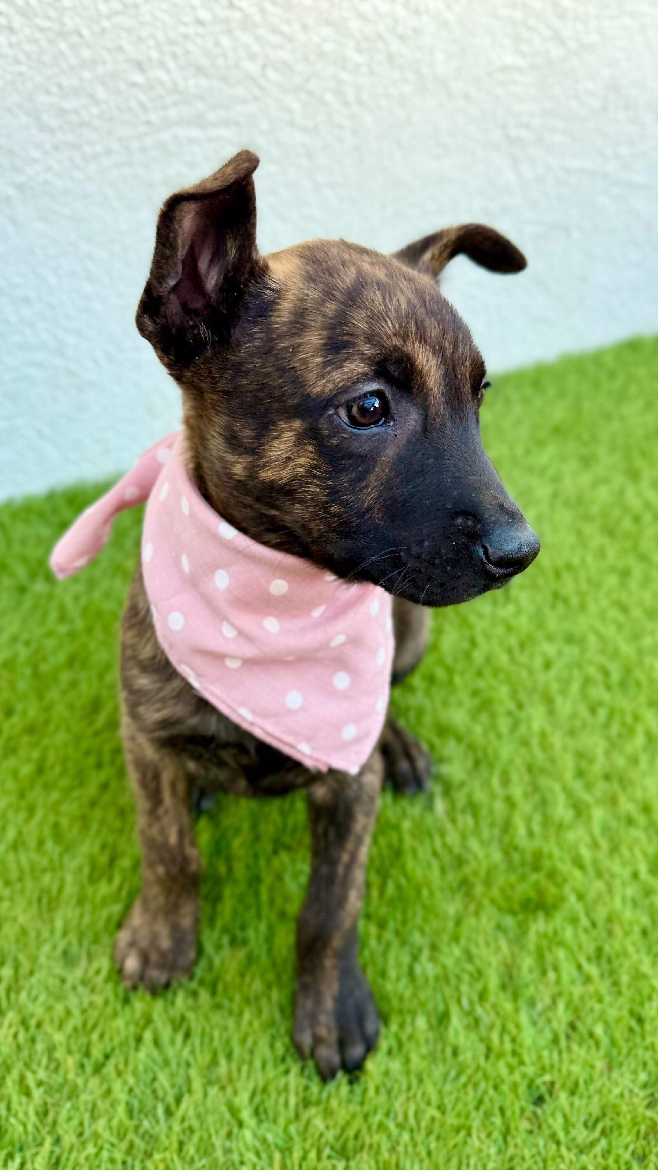 MOCHA, an adopted mixed breed in San Diego, CA image 3/6