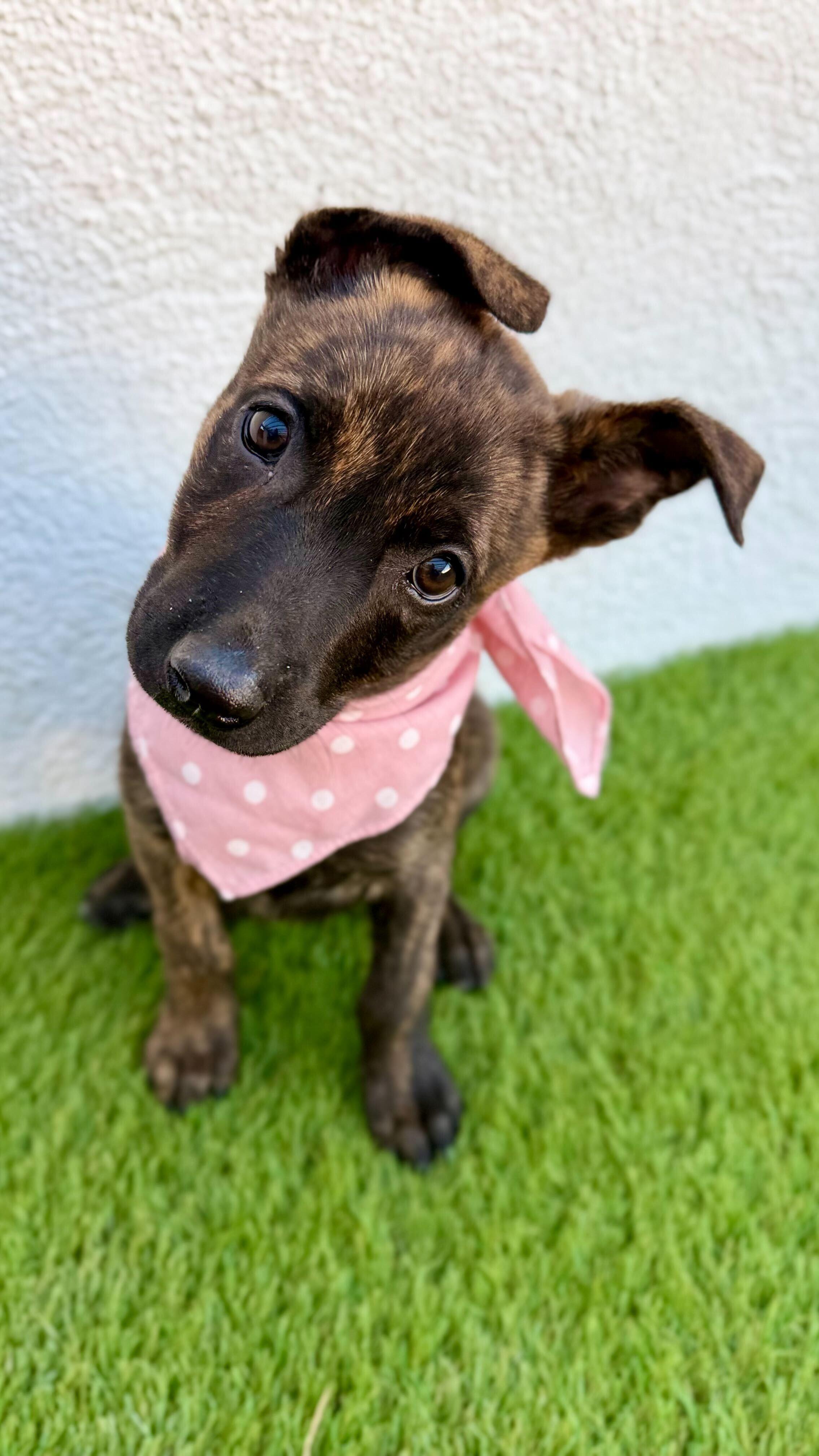 MOCHA, an adopted mixed breed in San Diego, CA image 5/6