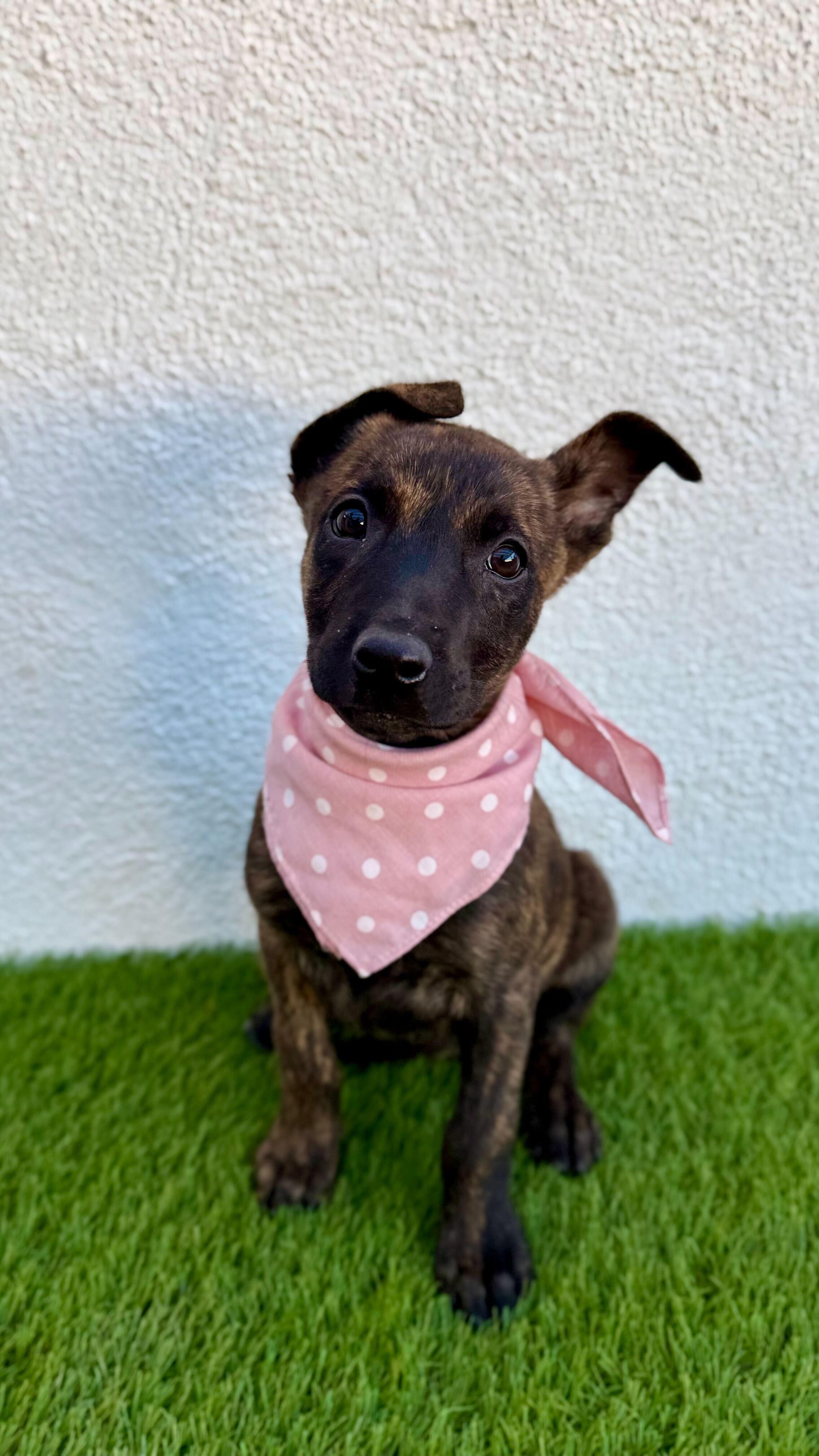 MOCHA, an adopted mixed breed in San Diego, CA image 4/6