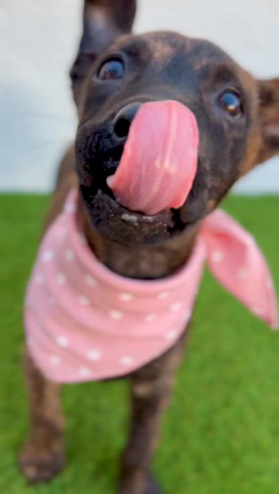 Enlarge MOCHA, an adopted mixed breed in San Diego, CA video 2/6