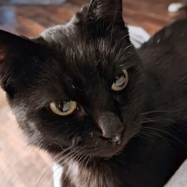 Enlarge Samantha, a Adoptable Domestic Short Hair in PIQUA, OH image 4/5