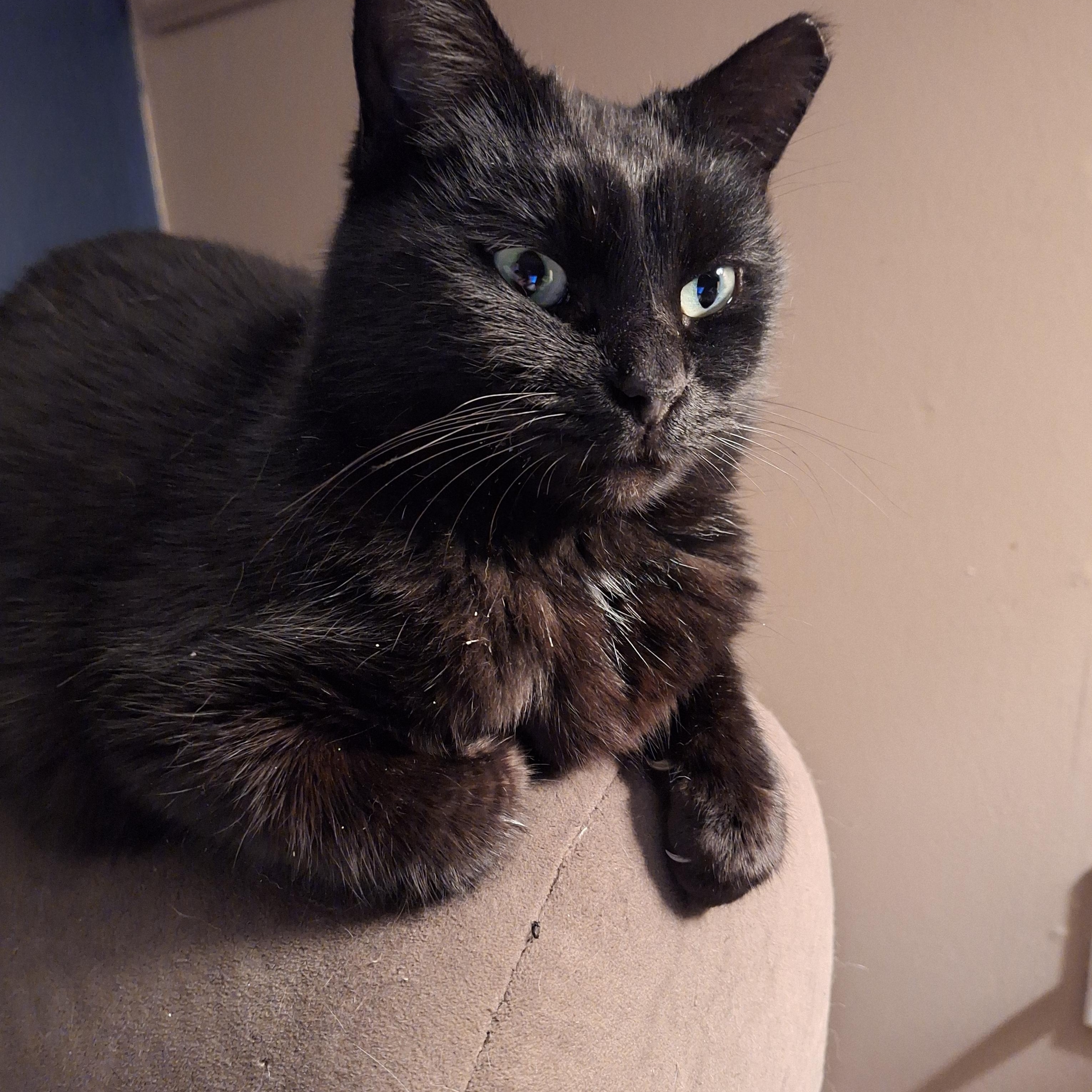 Enlarge Samantha, a Adoptable Domestic Short Hair in PIQUA, OH image 2/5