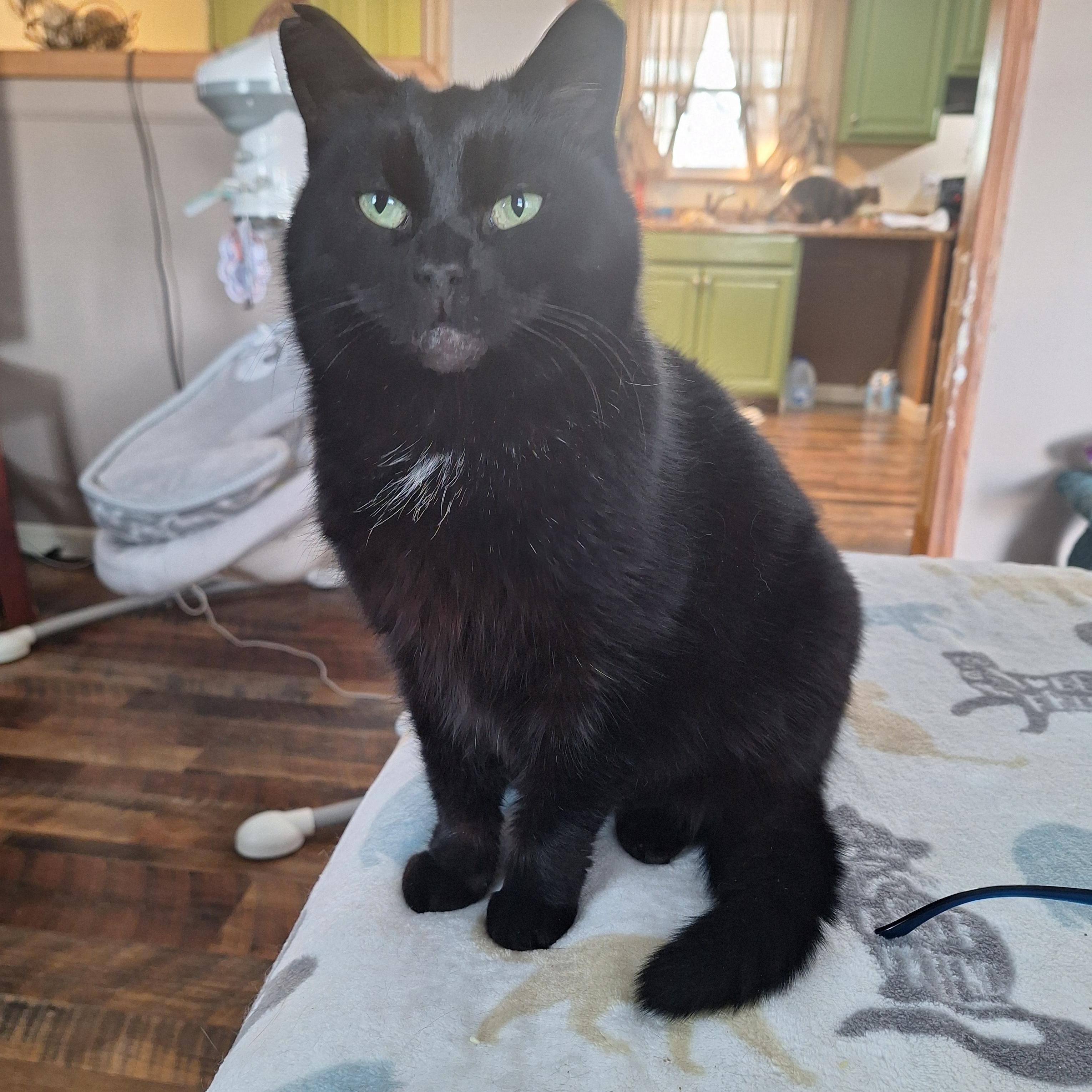 Samantha, Adoptable, Adult Female Domestic Short Hair.