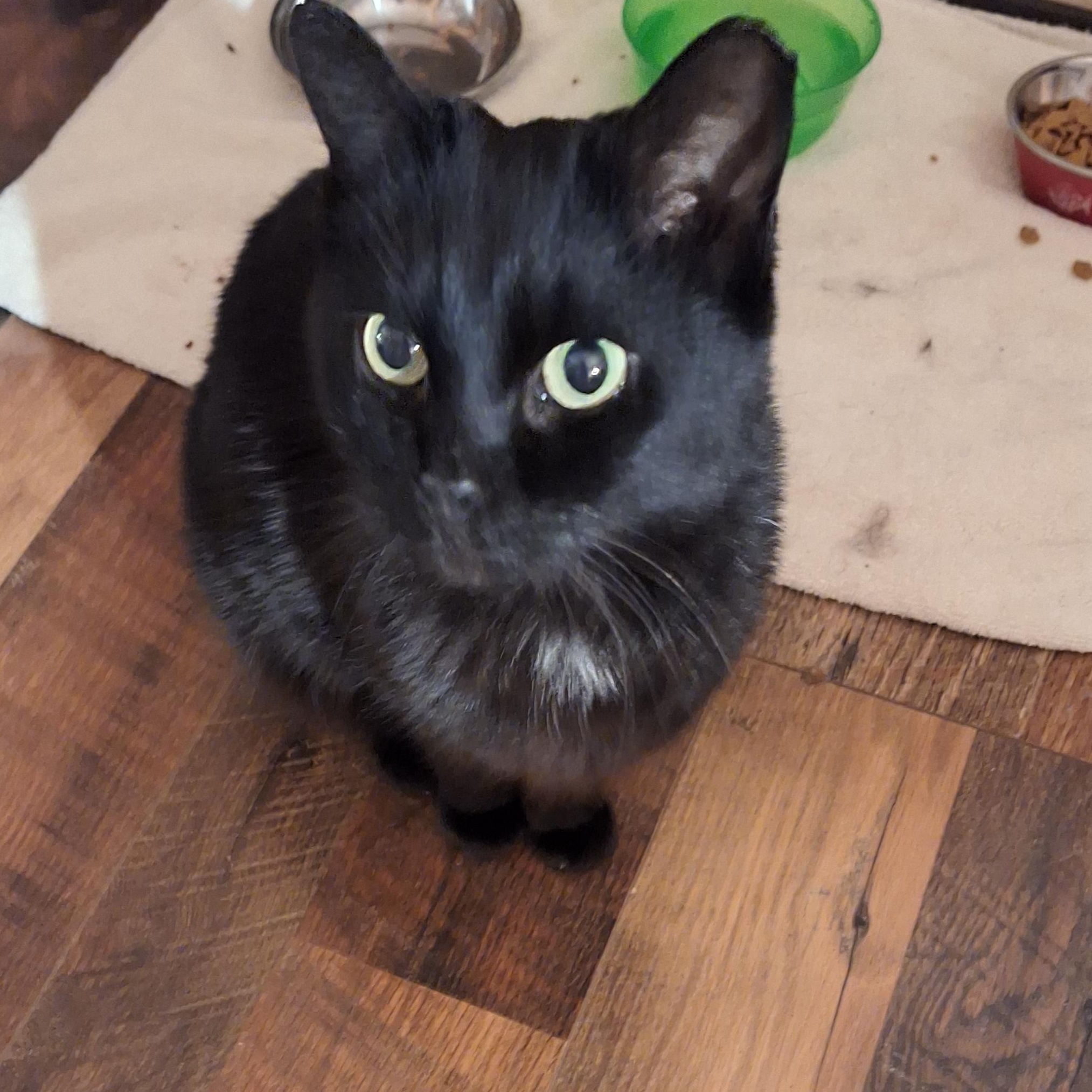 Enlarge Samantha, a Adoptable Domestic Short Hair in PIQUA, OH image 3/5