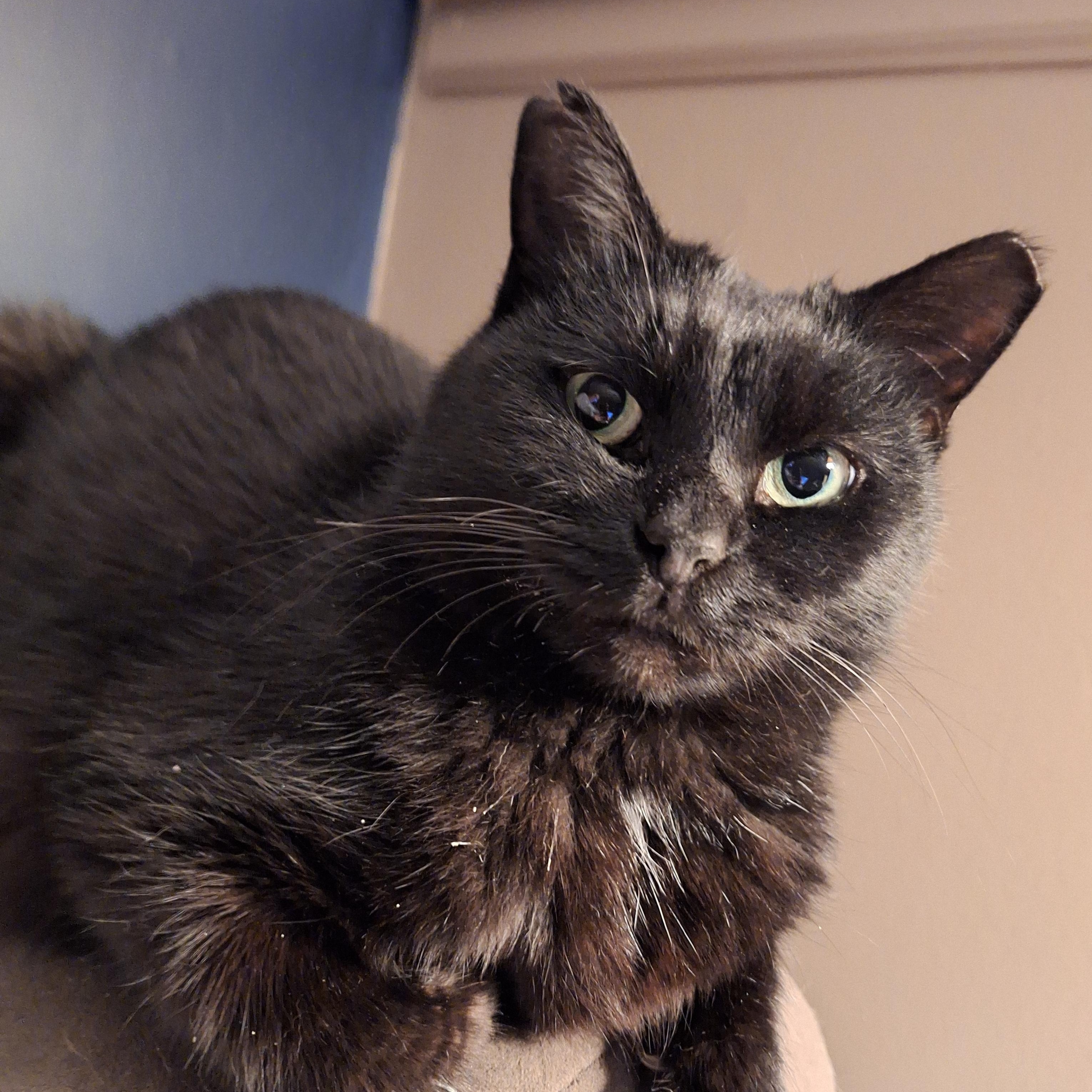 Enlarge Samantha, a Adoptable Domestic Short Hair in PIQUA, OH image 5/5