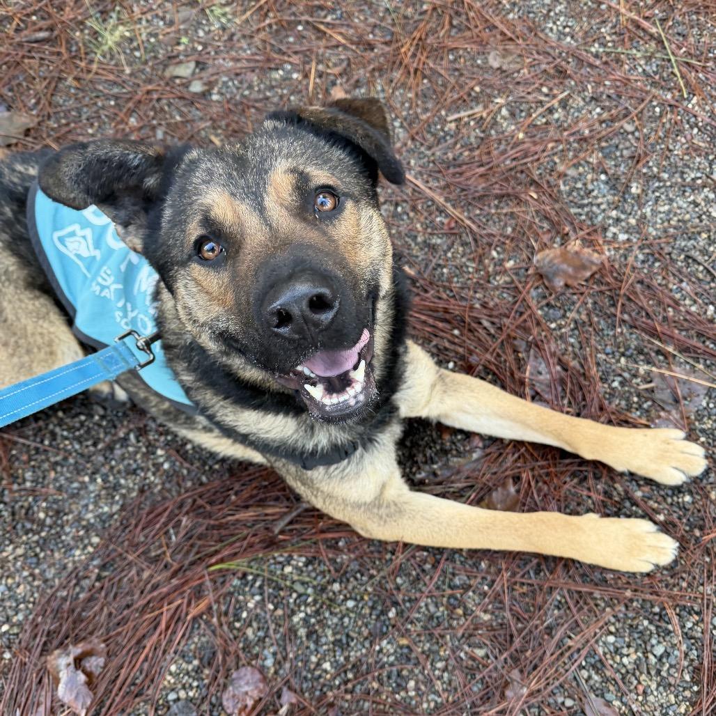 Tater, Adoptable, Adult Male German Shepherd Dog & Mixed Breed.