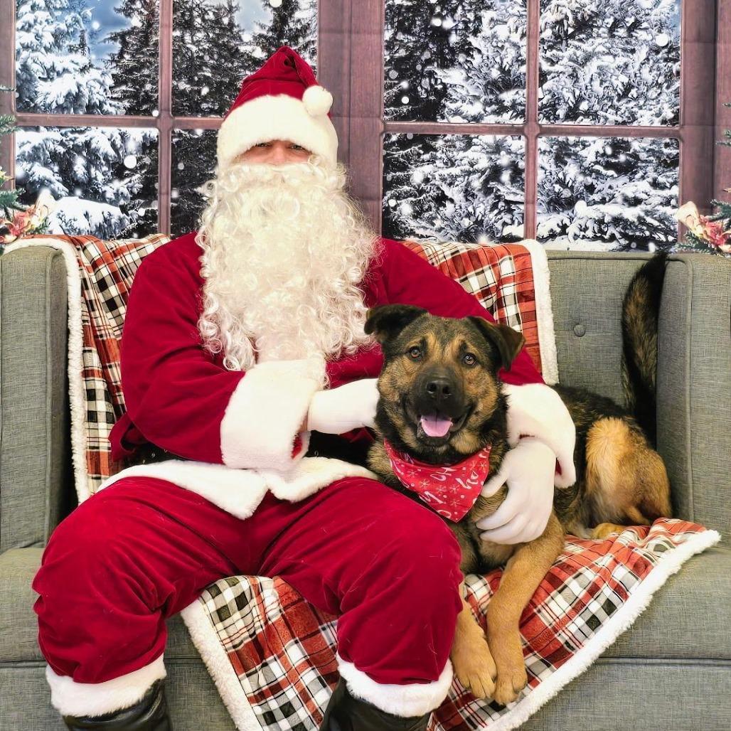 Enlarge Tater, a Adoptable mixed breed in Mount Shasta, CA image 2/6