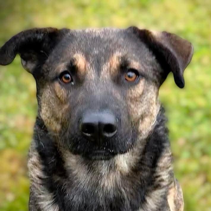 Enlarge Tater, a Adoptable mixed breed in Mount Shasta, CA image 4/6