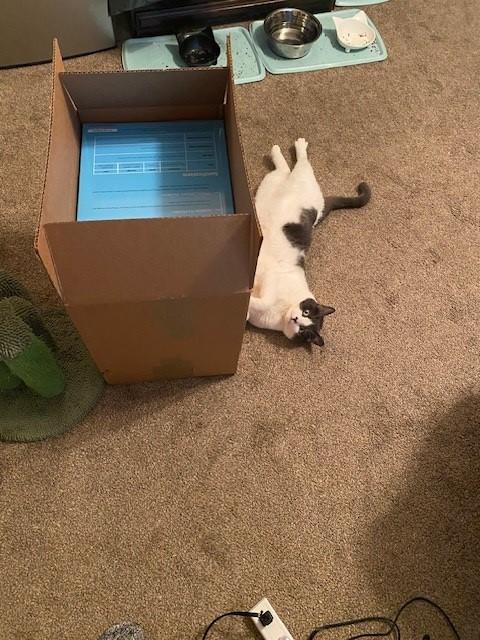 Penelope