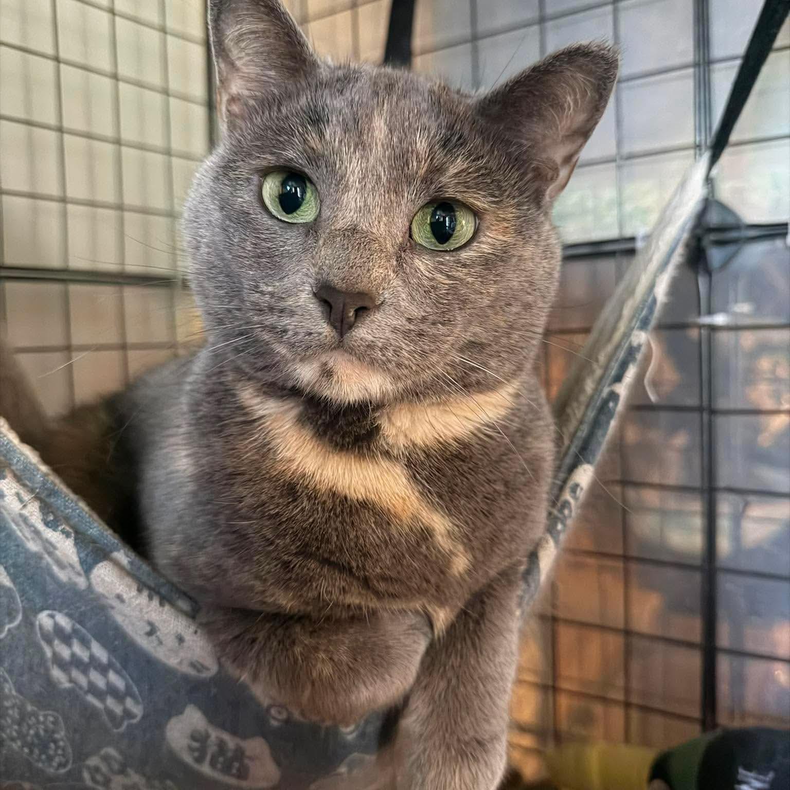 Buttercup, ADOPTABLE, Adult Female Domestic Short Hair.