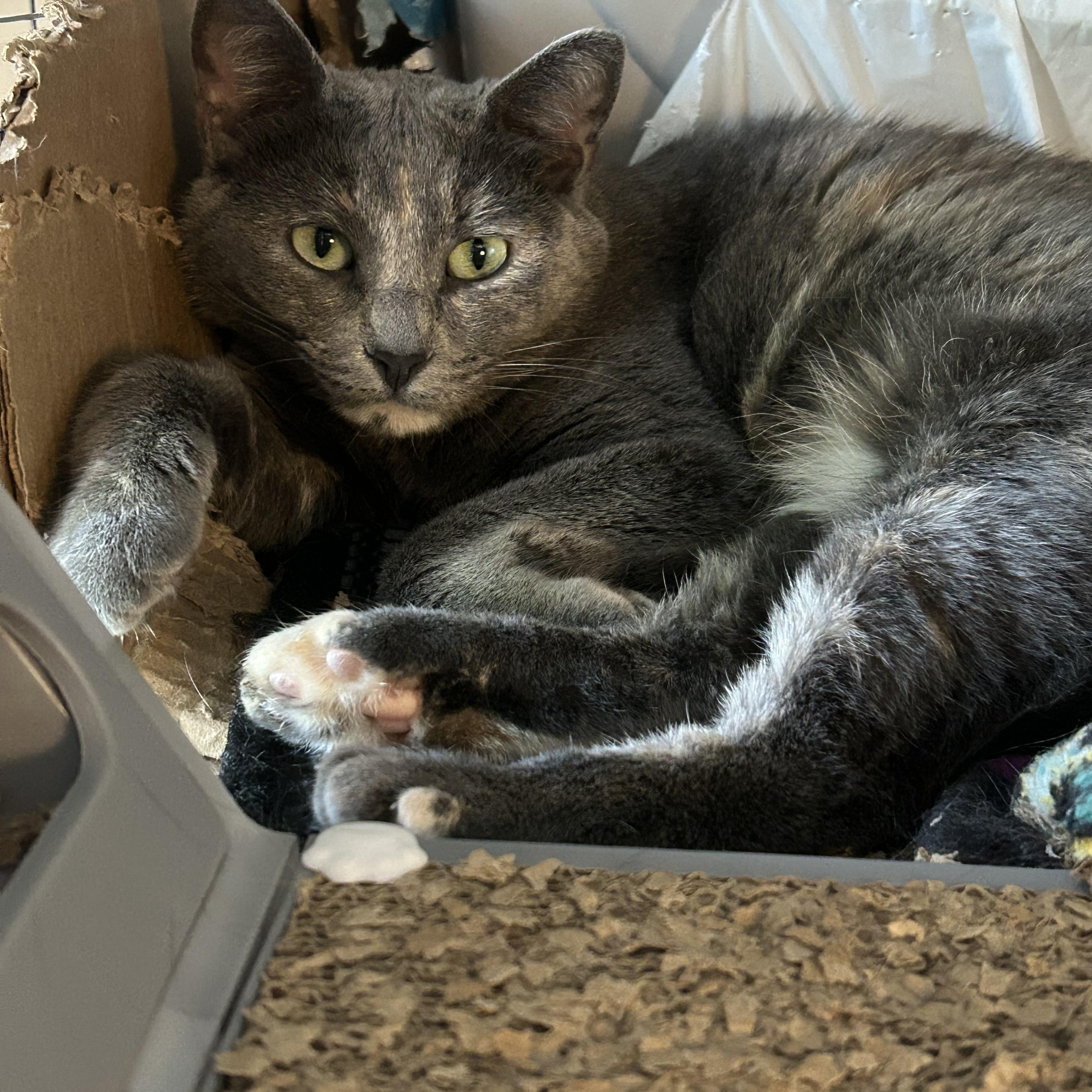 Enlarge Buttercup, a ADOPTABLE Domestic Short Hair in Royal Oak, MI image 4/6