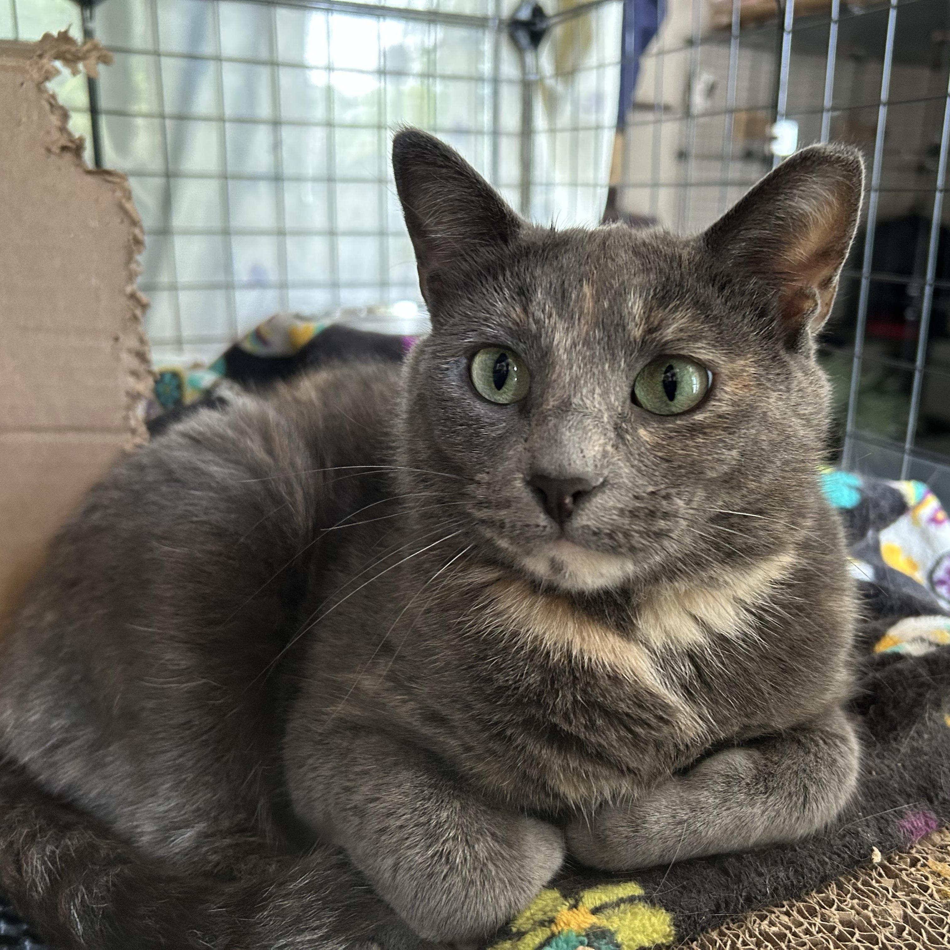Enlarge Buttercup, a ADOPTABLE Domestic Short Hair in Royal Oak, MI image 3/6