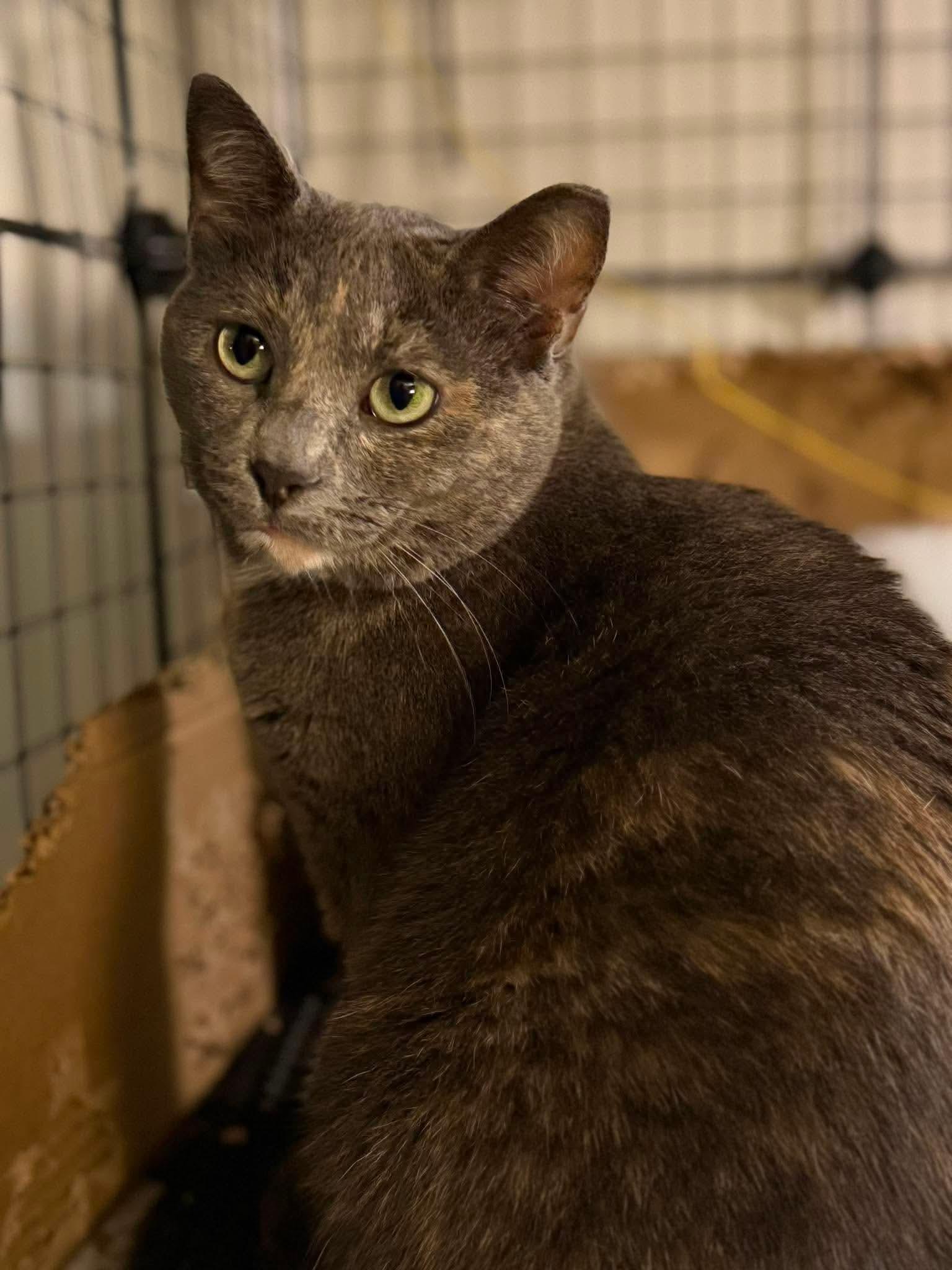 Enlarge Buttercup, a ADOPTABLE Domestic Short Hair in Royal Oak, MI image 5/6
