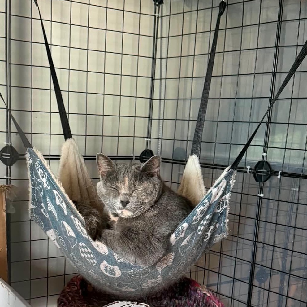 Enlarge Buttercup, a ADOPTABLE Domestic Short Hair in Royal Oak, MI image 6/6